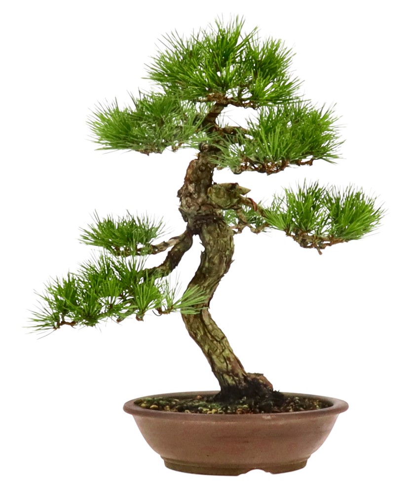 bonsai.fallbackImageTitle bonsai.fallbackImageTitle