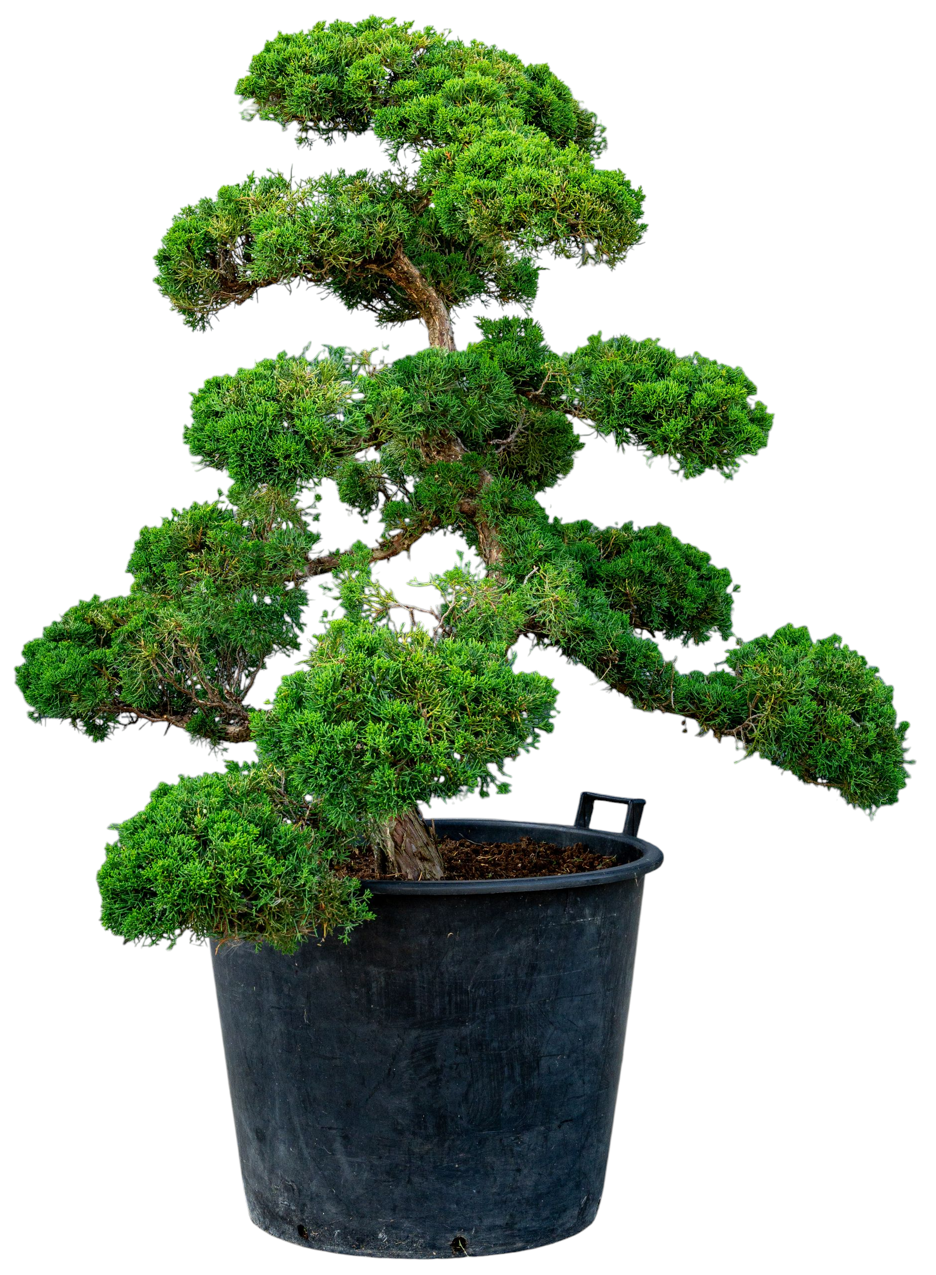 bonsai.fallbackImageTitle bonsai.fallbackImageTitle