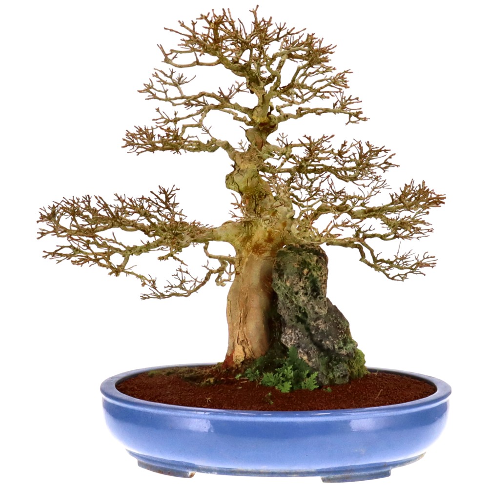 bonsai.fallbackImageTitle bonsai.fallbackImageTitle