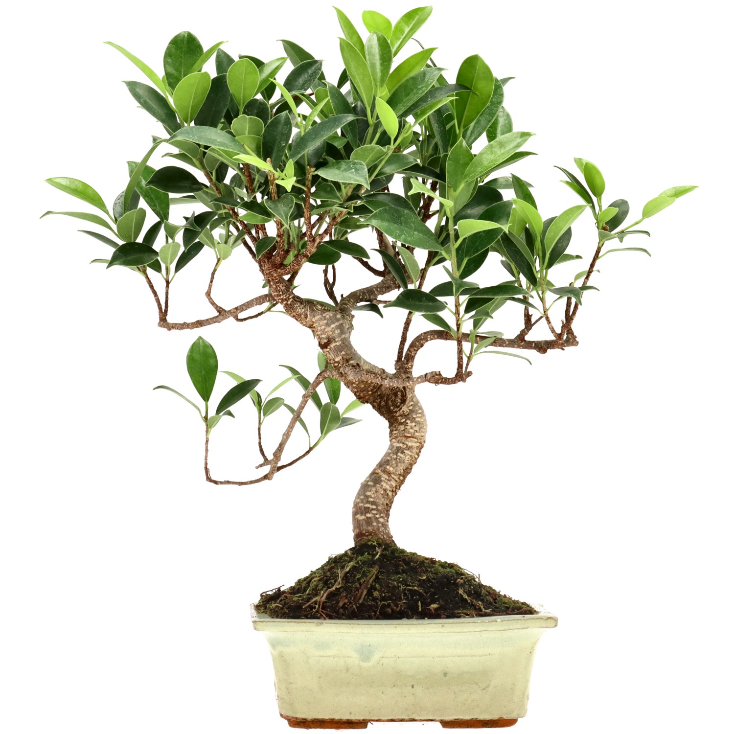 Ficus Retusa, ca. 7 anni (29 cm)