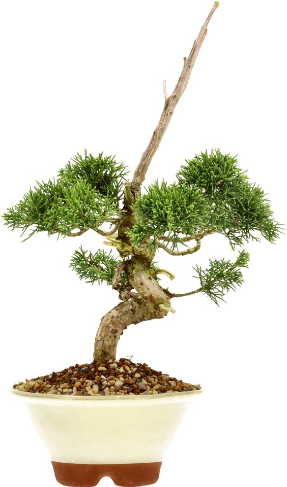 [N023] Ginepro cinese, ca. 16 anni