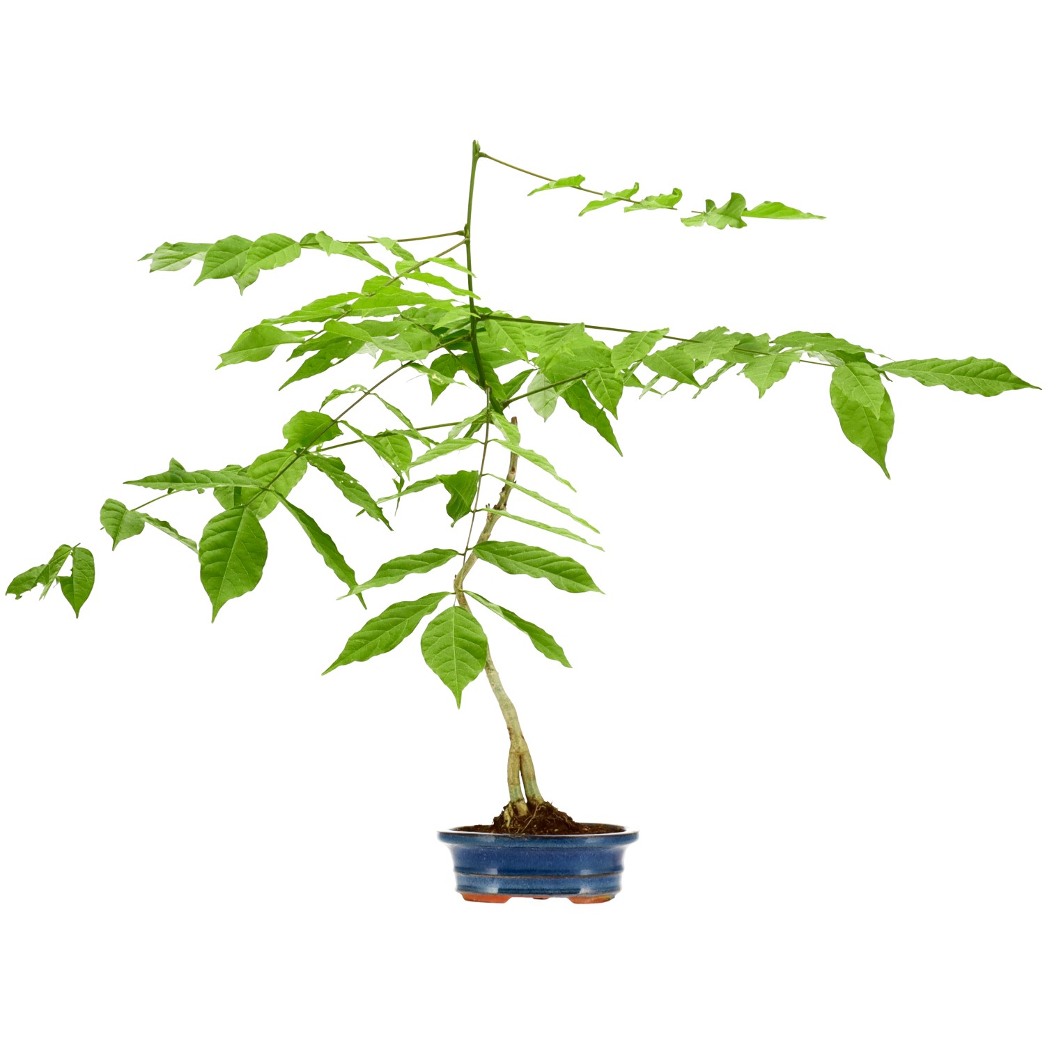 Glicinia, aprox. 5 años (52 cm)