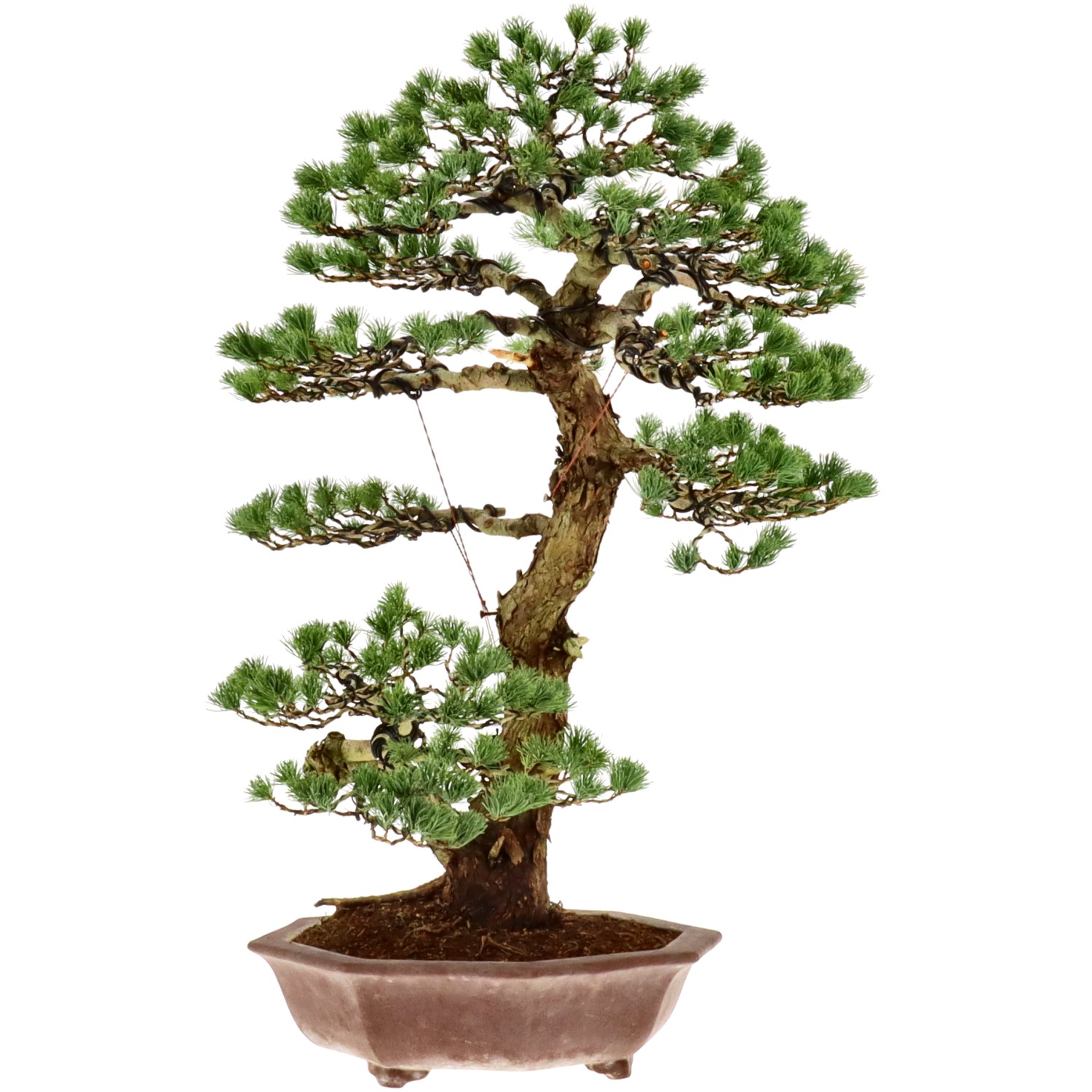 bonsai.fallbackImageTitle