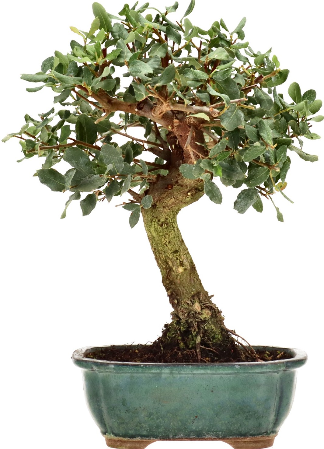 [K021] Cork oak, approx. 12 years