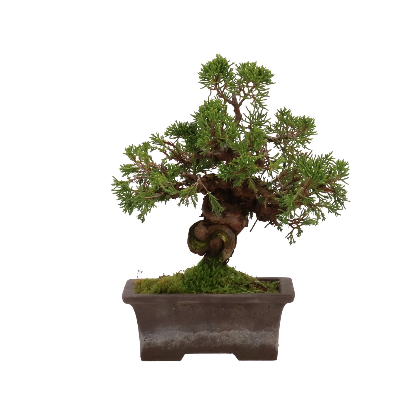 bonsai.fallbackImageTitle bonsai.fallbackImageTitle