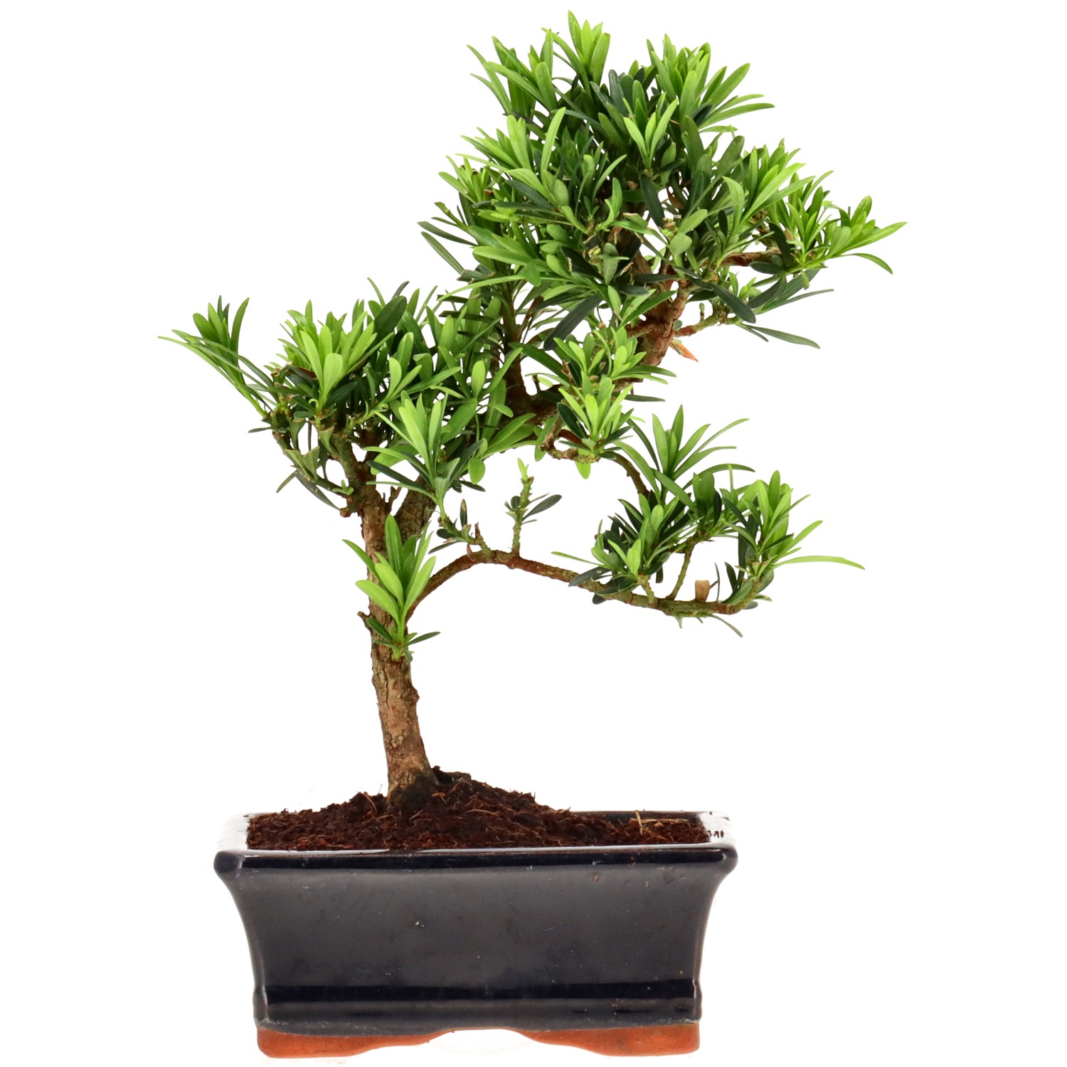 Chin. Steineibe, ca. 7 J. (22 cm)