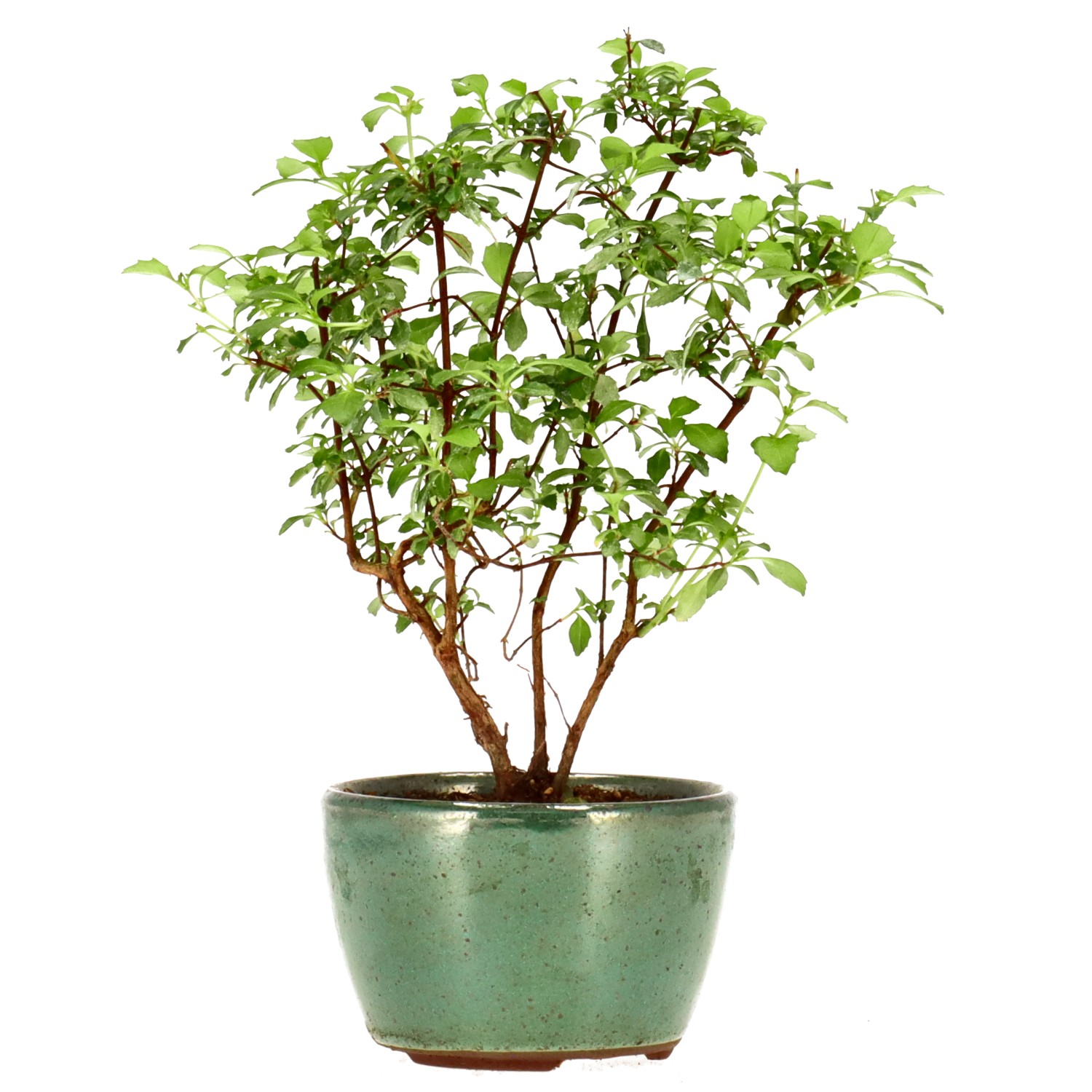 Fuchsie, ca. 2 J. (14 cm)