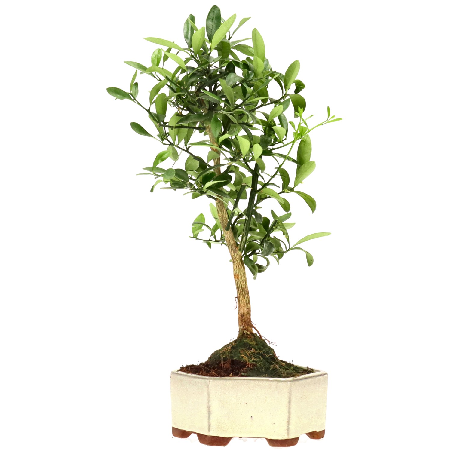 Chinotto, ca. 7 anni (32 cm)