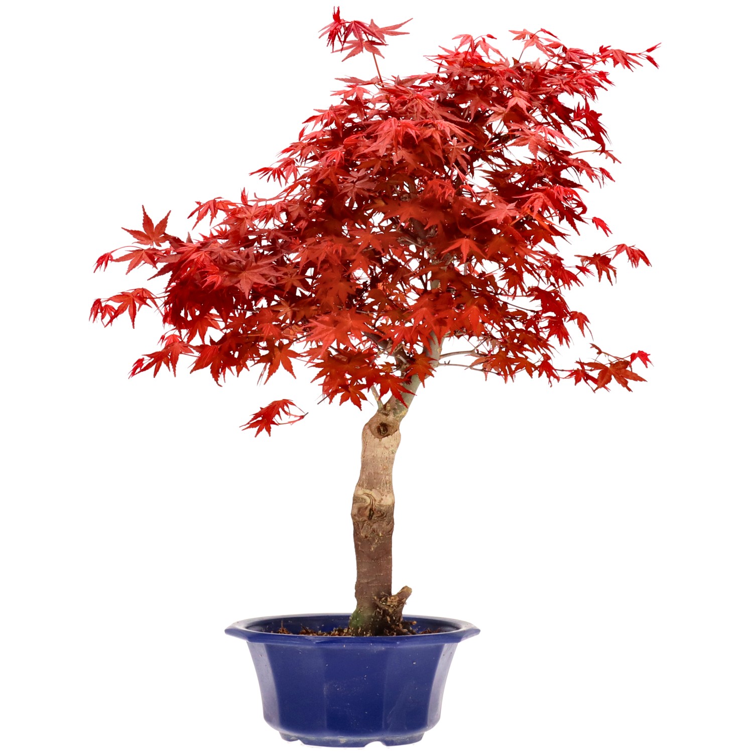 Érable du Japon (Deshojo), greffé, env. 16 ans (48 cm)