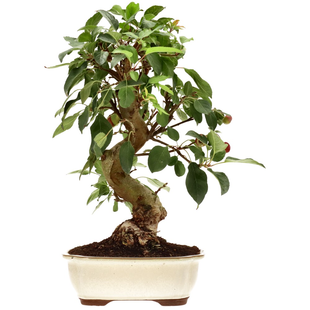 Zierapfel, ca. 17 J. (42 cm)
