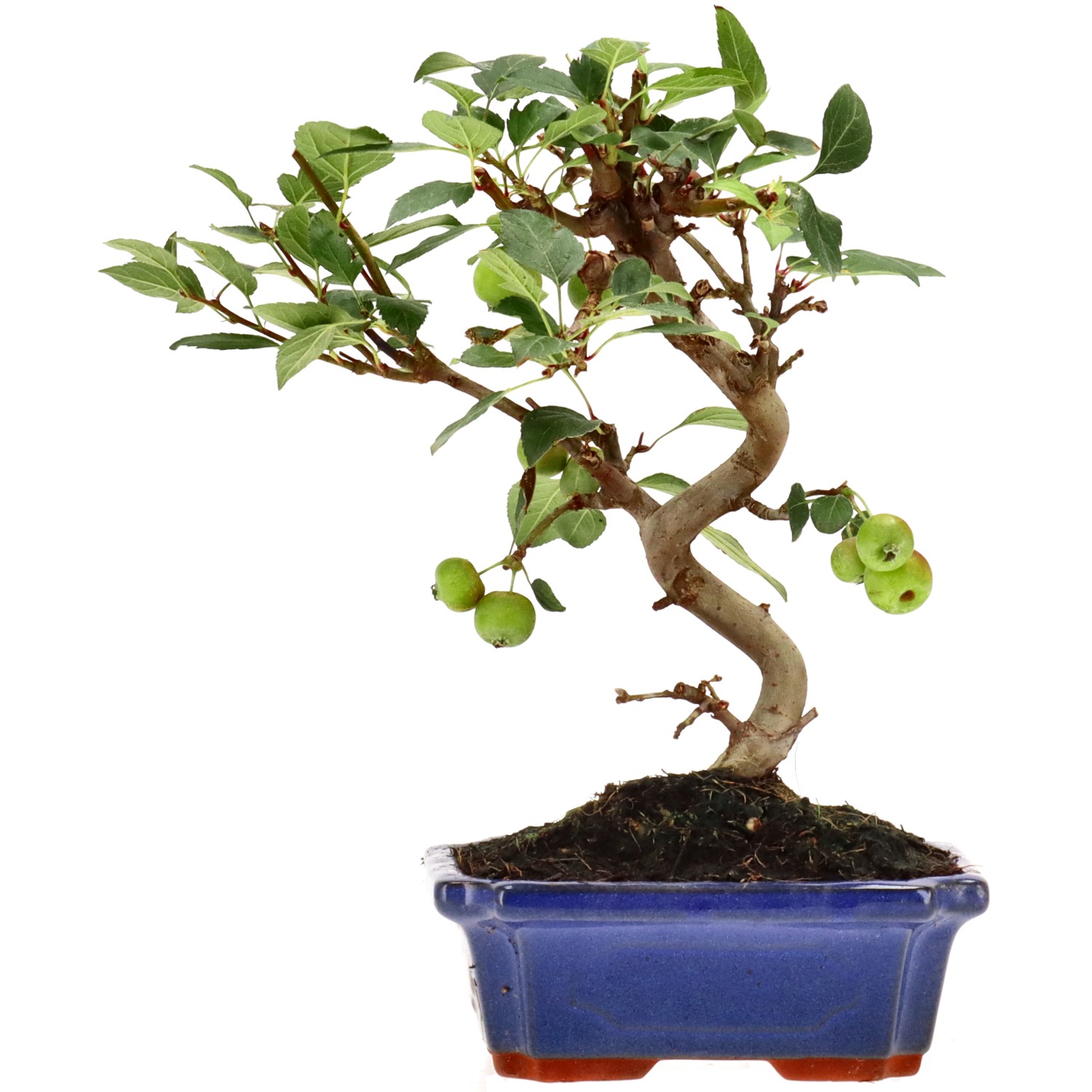 Manzano silvestre, aprox. 10 años (27 cm)