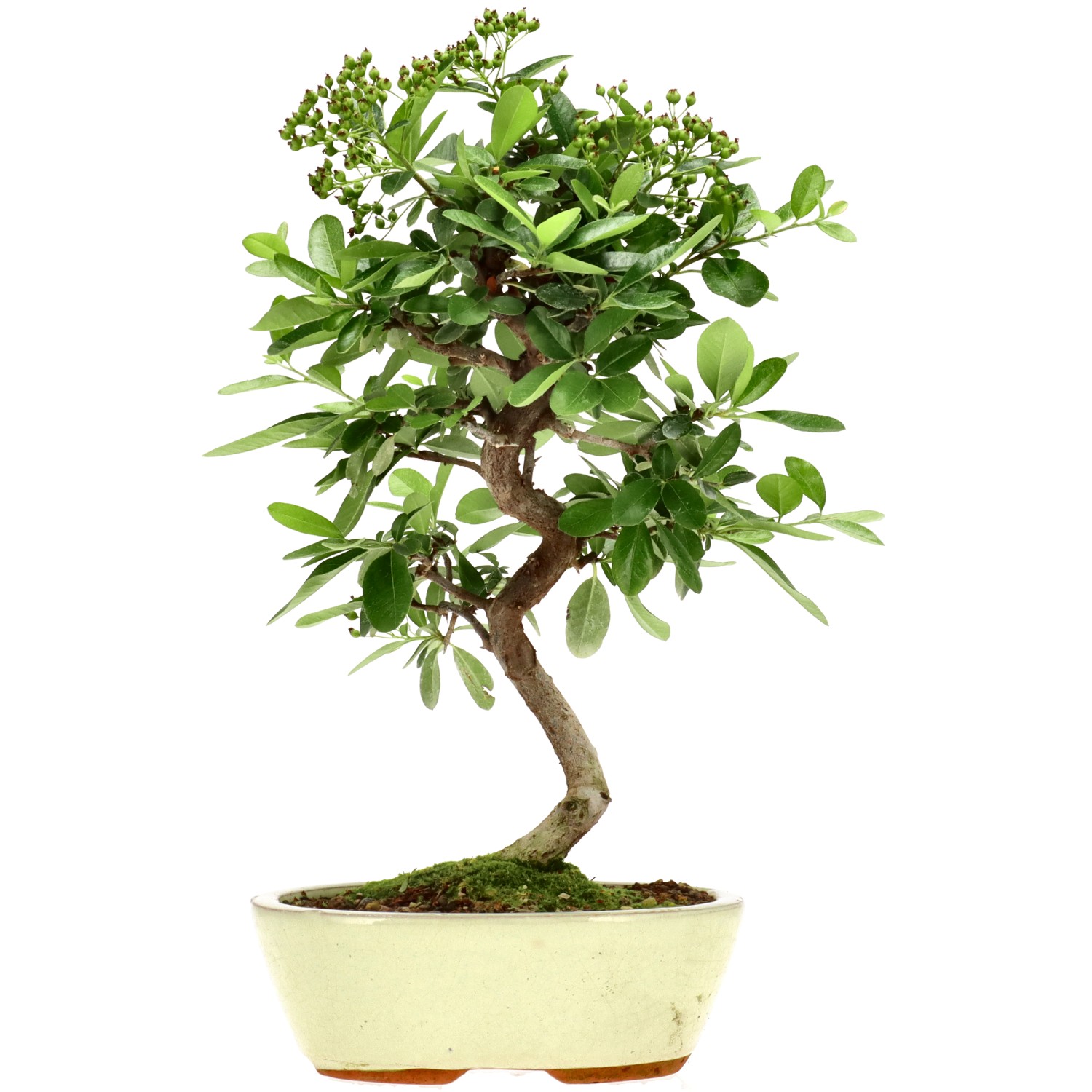 Pyracantha coccinea, env. 7 ans (33 cm)