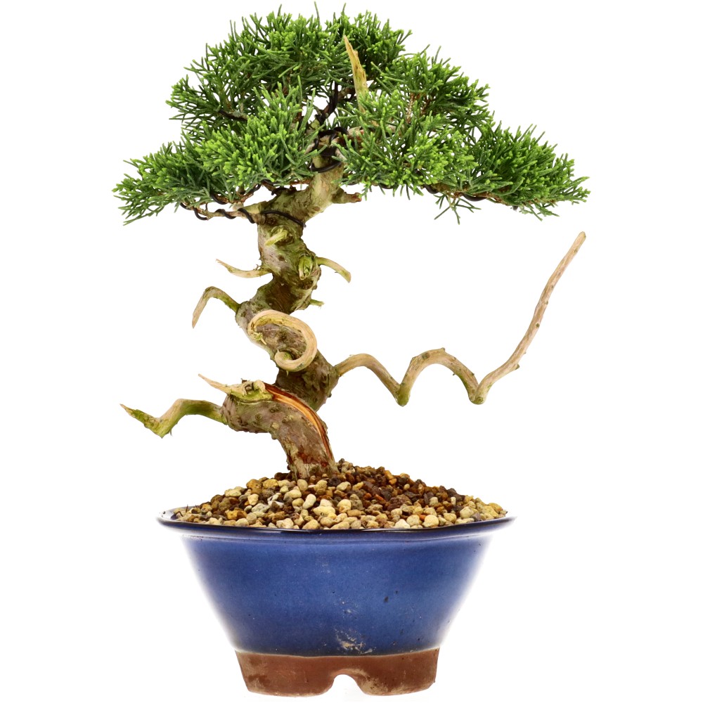 Chin. Wacholder, ca. 16 J. (22 cm)