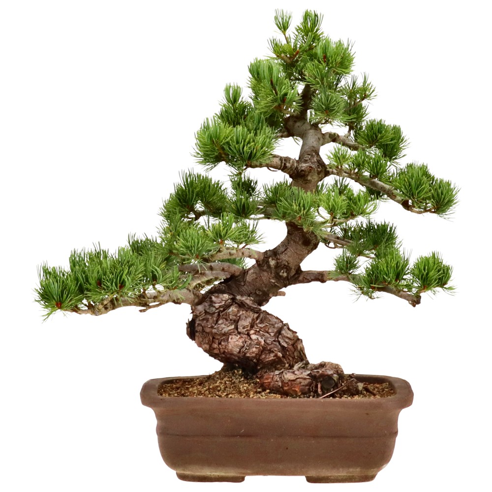 Pin blanc du Japon, env. 35 ans (46 cm)