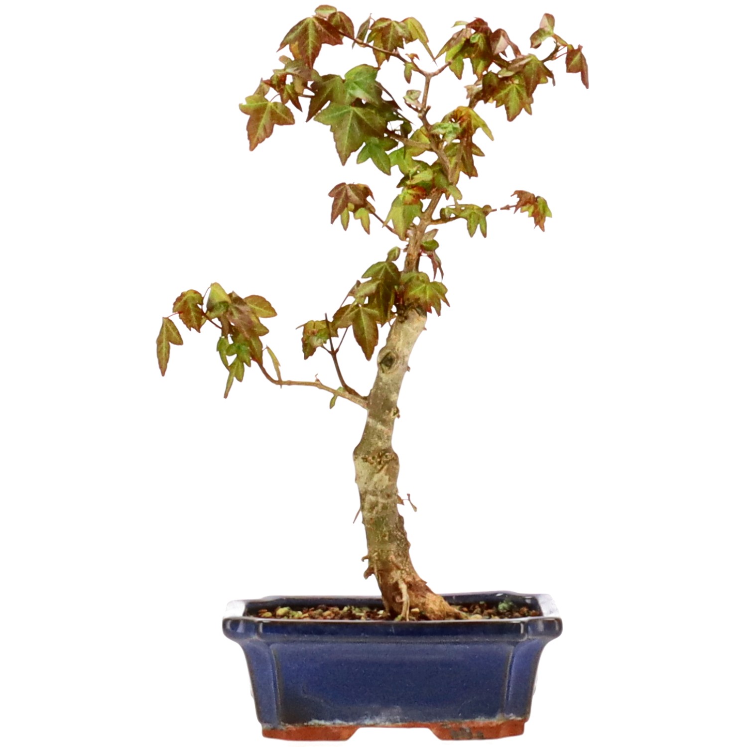 Érable trident, env. 9 ans (27 cm)