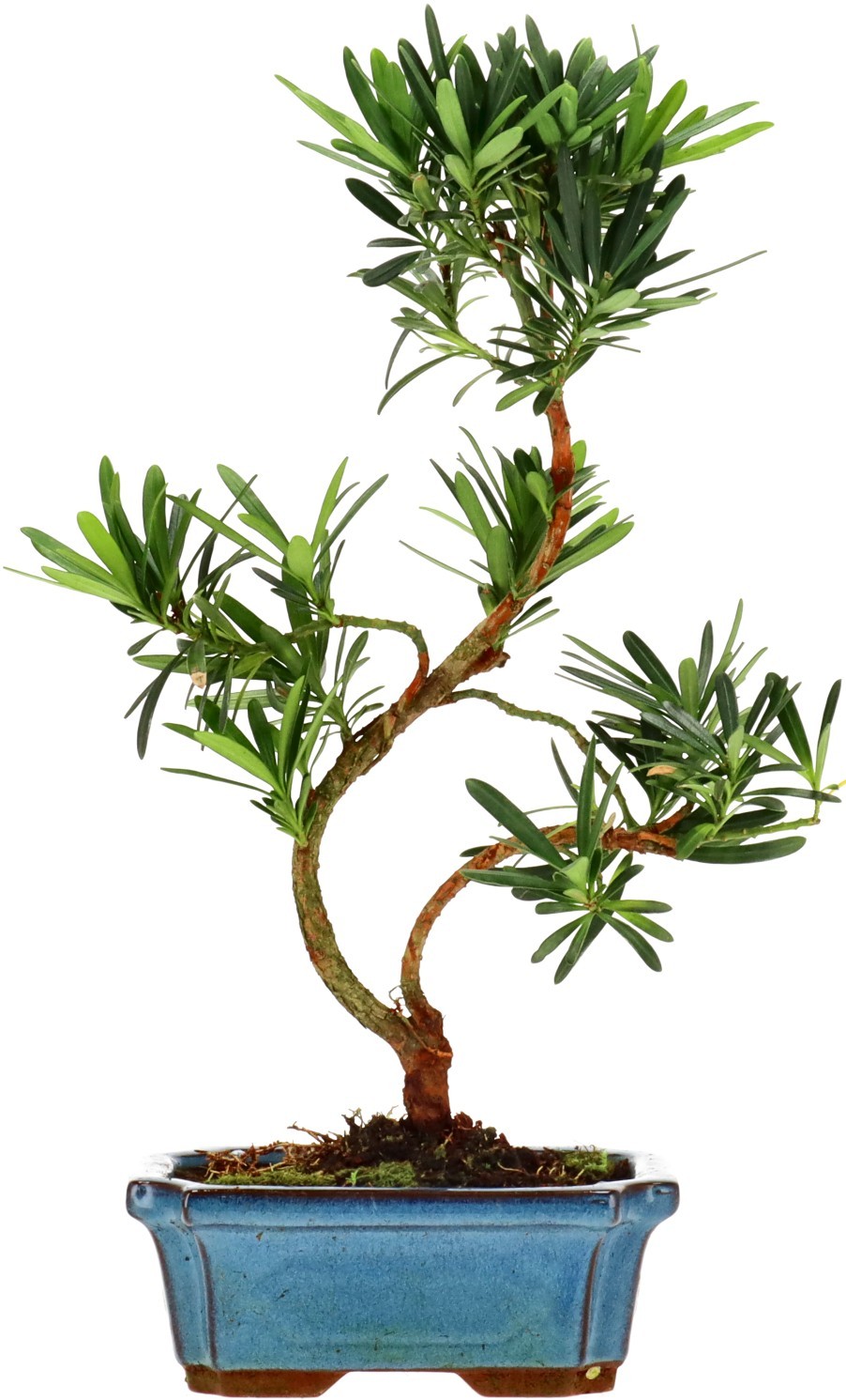 [Z001] Chin. Steineibe, ca. 7 Jahre