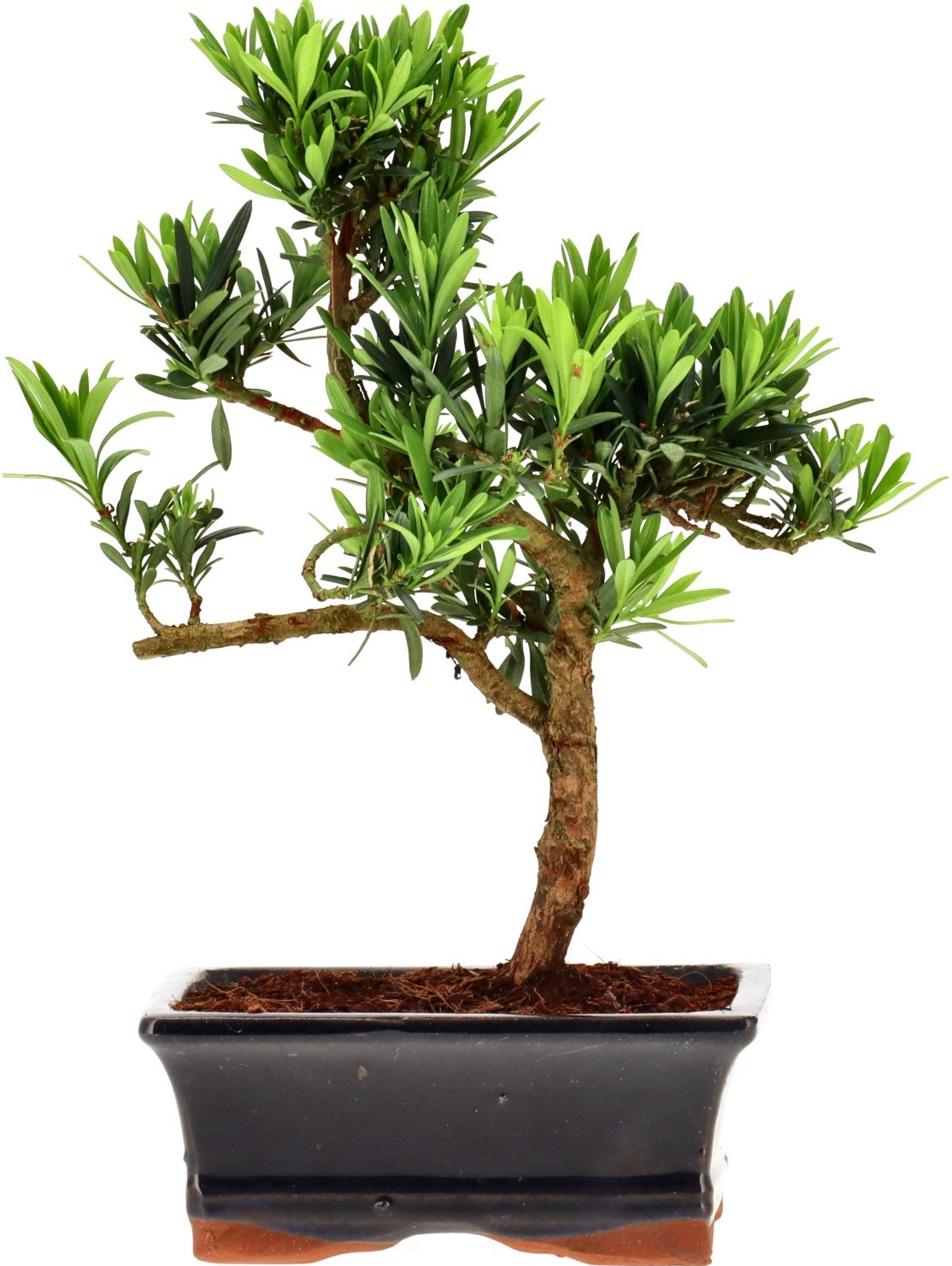 [Z001] Pin de bouddhistes, env. 7 ans