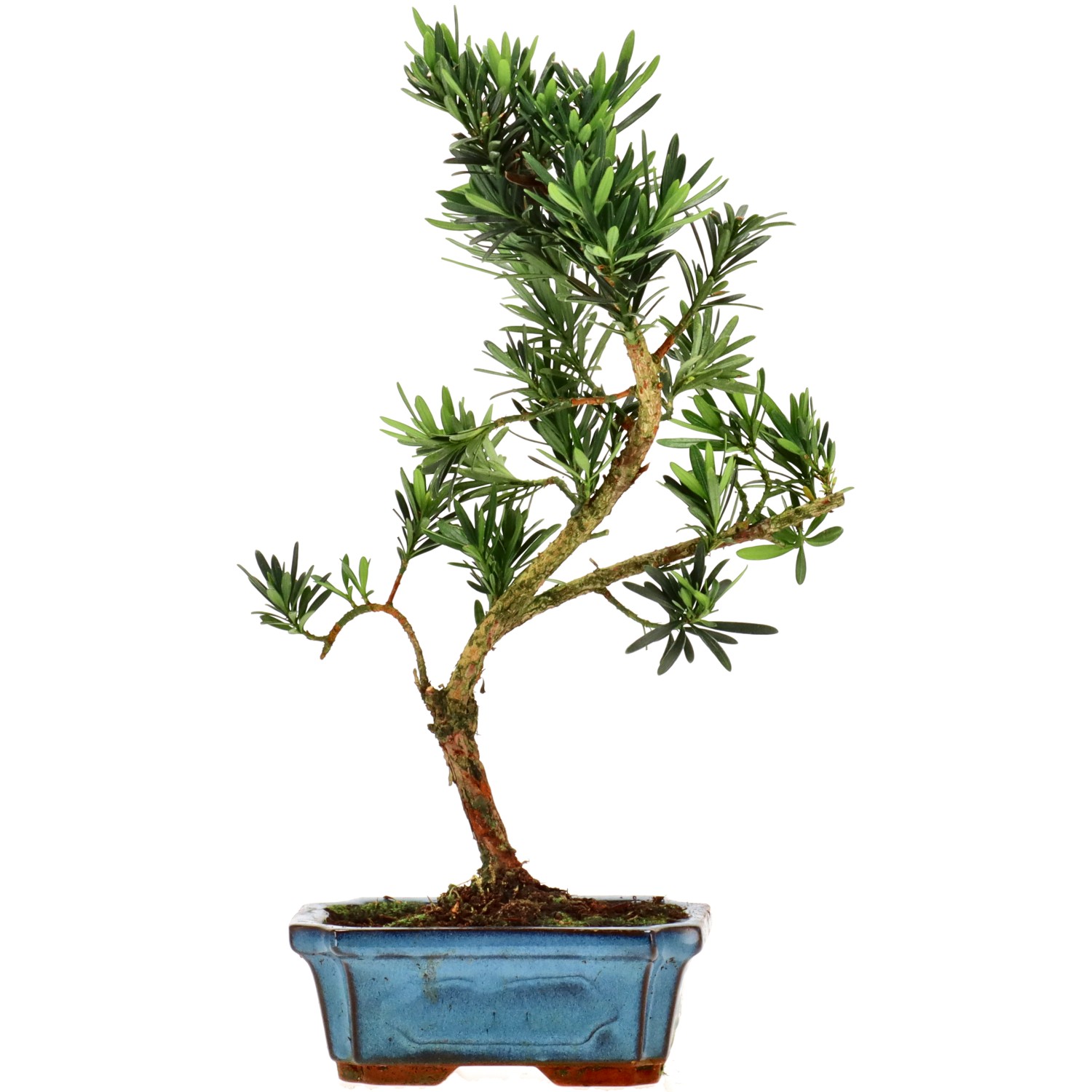 Pino cinese, ca. 7 anni (32 cm)