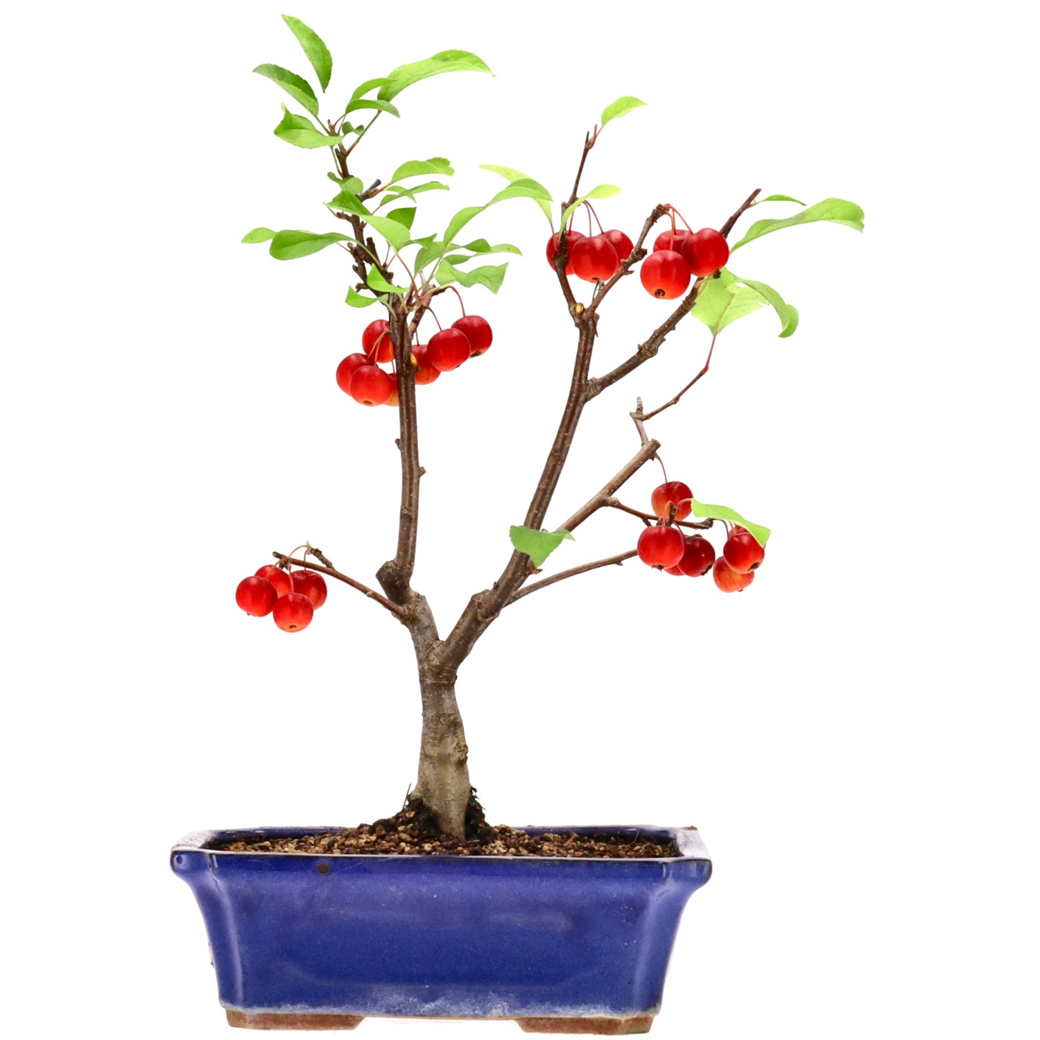 Apple tree, approx. 12 y. (27 cm)