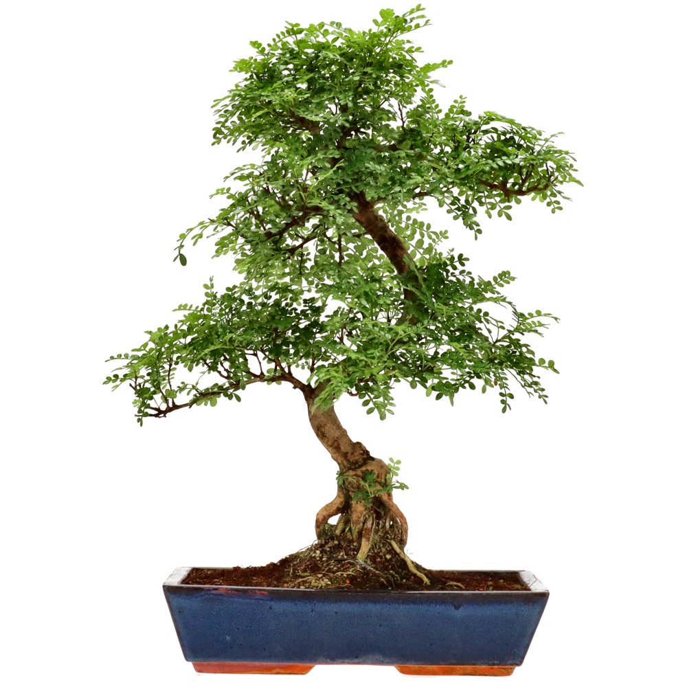 Pfefferbaum, ca. 20 J. (61 cm)