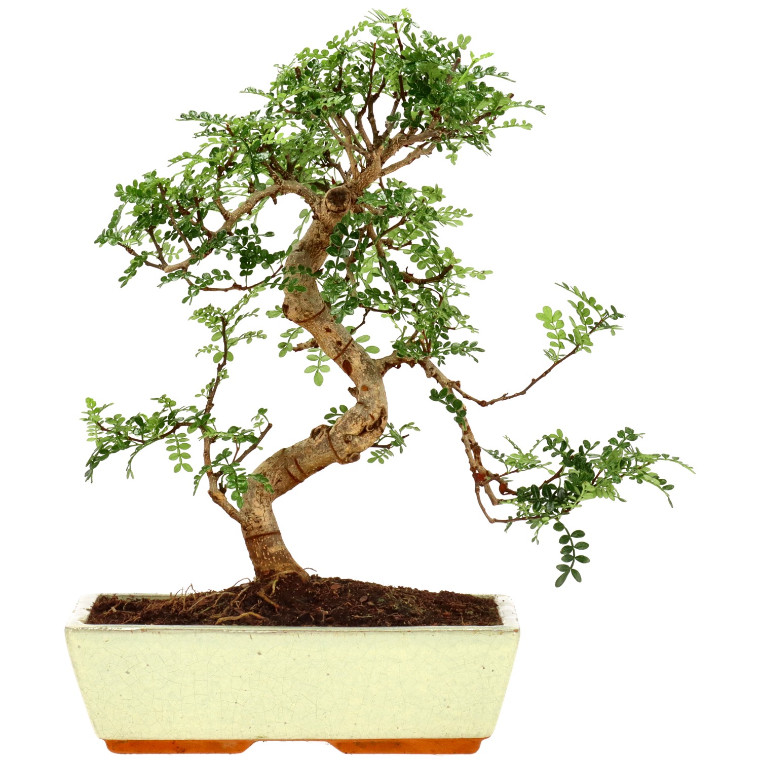 Szechuan pepper, approx. 15 y. (37 cm)