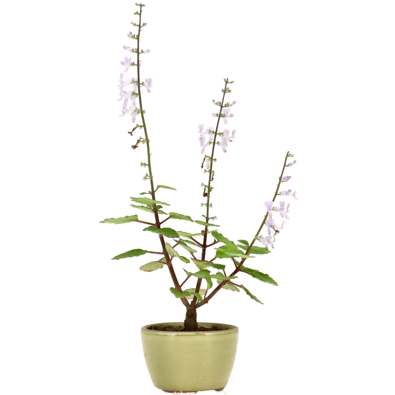 Plectranthus, aprox. 1 años (12 cm)