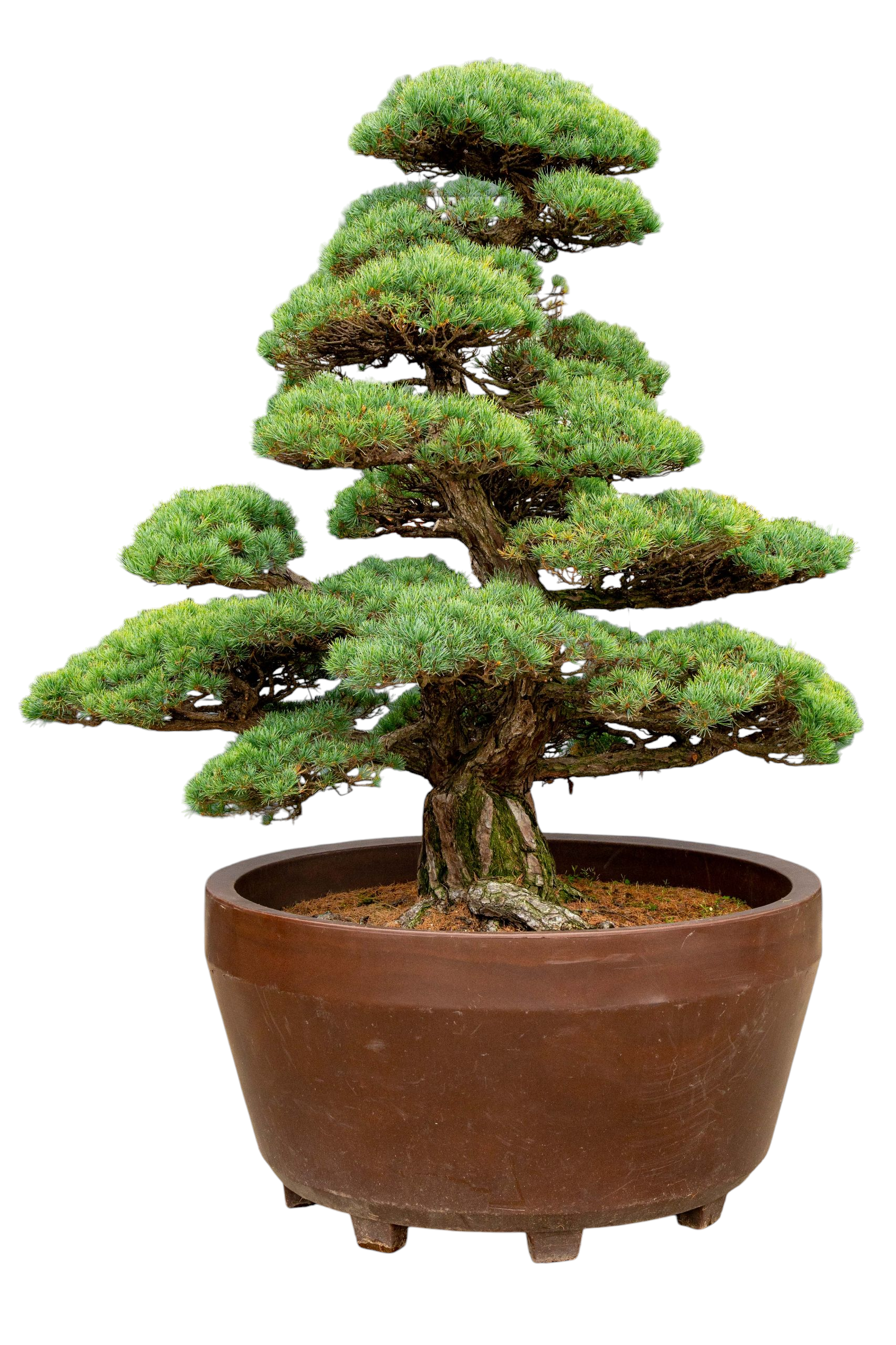 bonsai.fallbackImageTitle
