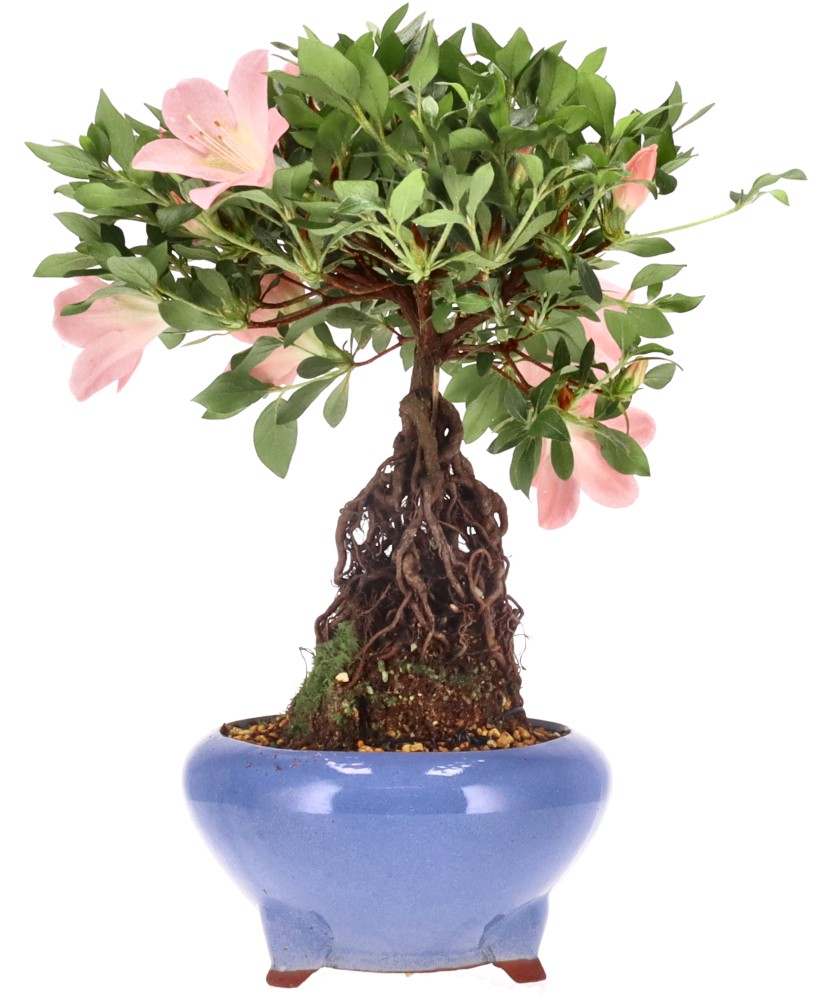 bonsai.fallbackImageTitle bonsai.fallbackImageTitle