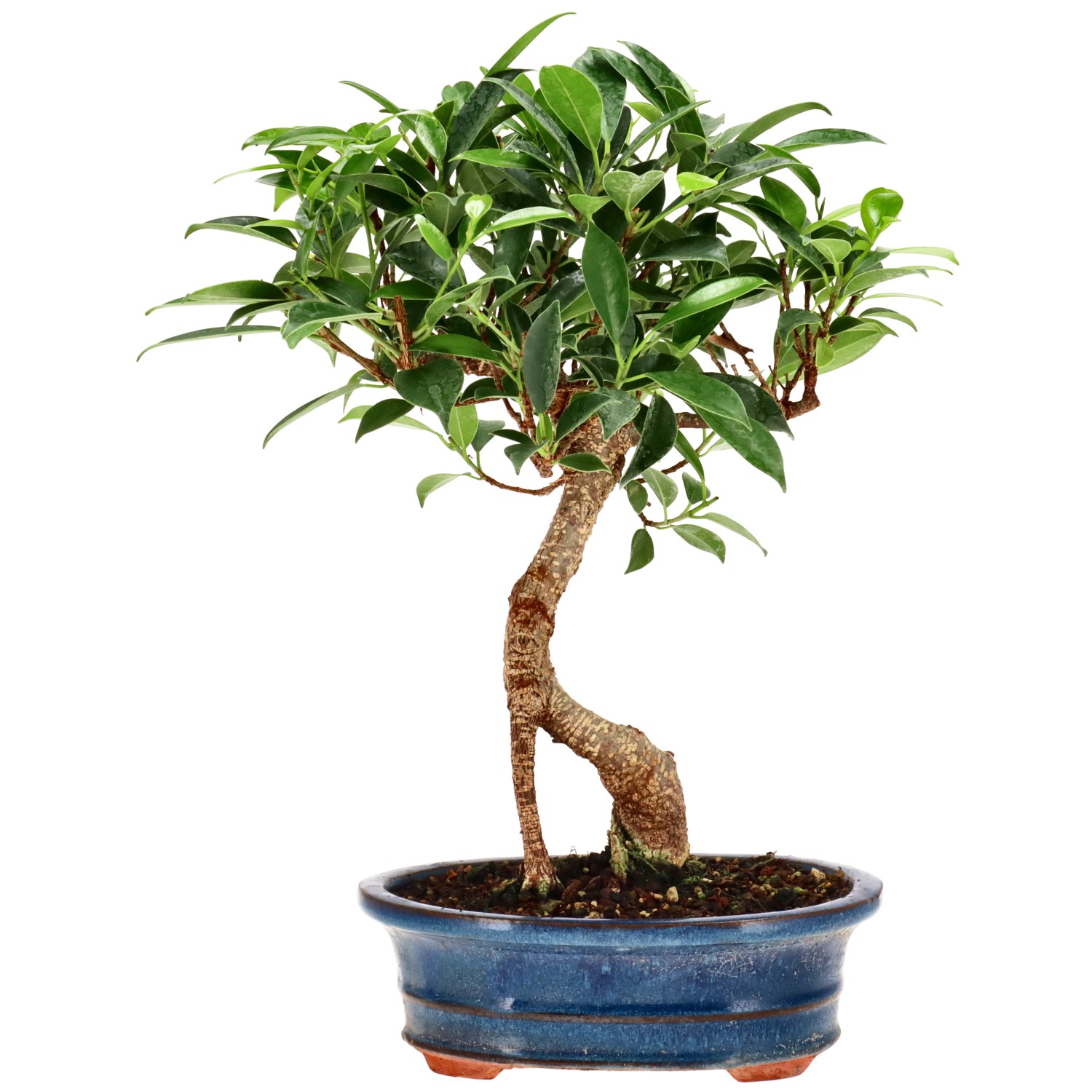 Chin. Feigenbaum (Ret.), ca. 9 J. (26 cm)