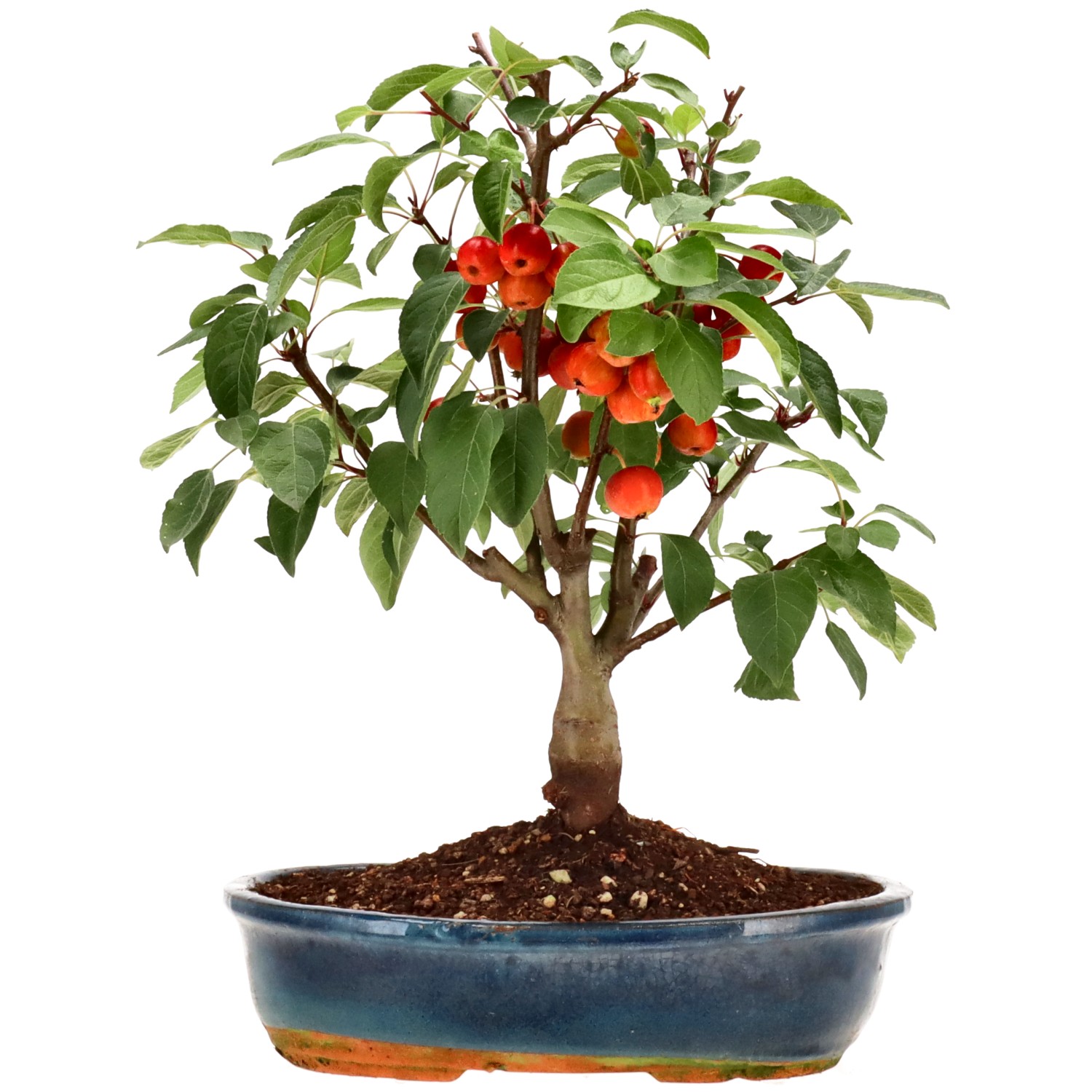 Apple tree, approx. 12 y. (37 cm)