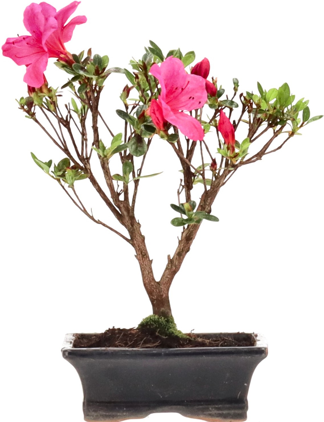 [B020] Japanese azalea (Osakazuki), approx. 7 years