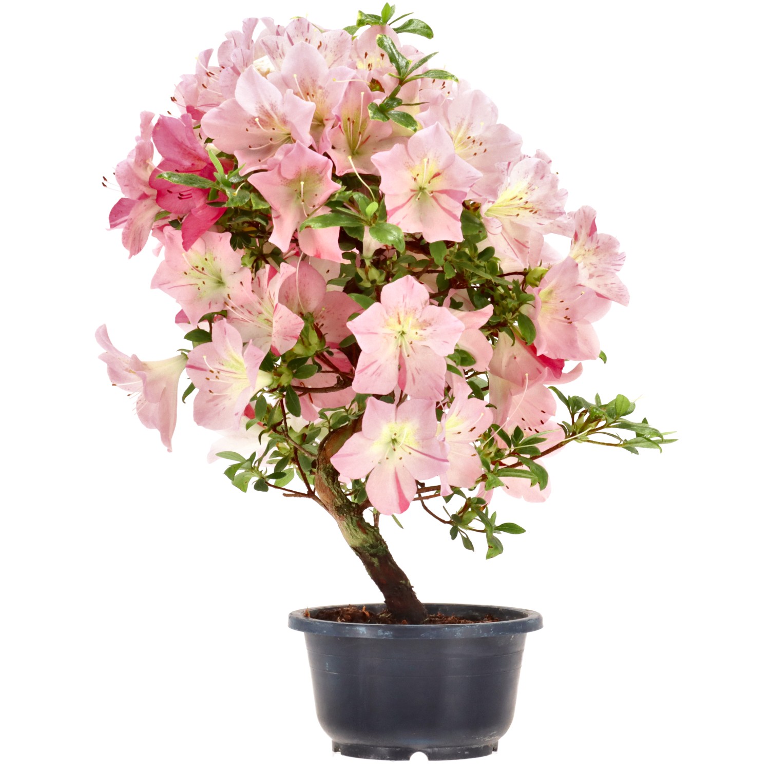 Jap. Azalee, ca. 8 J. (36 cm)
