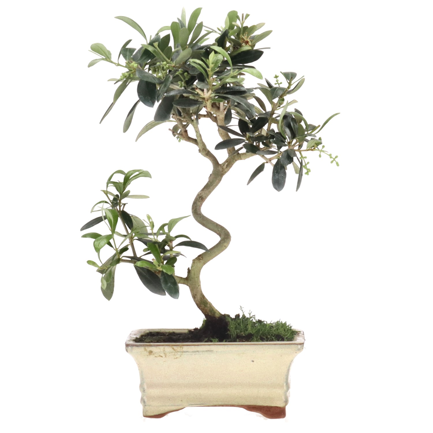 Olive, ca. 8 Jahre (29 cm)