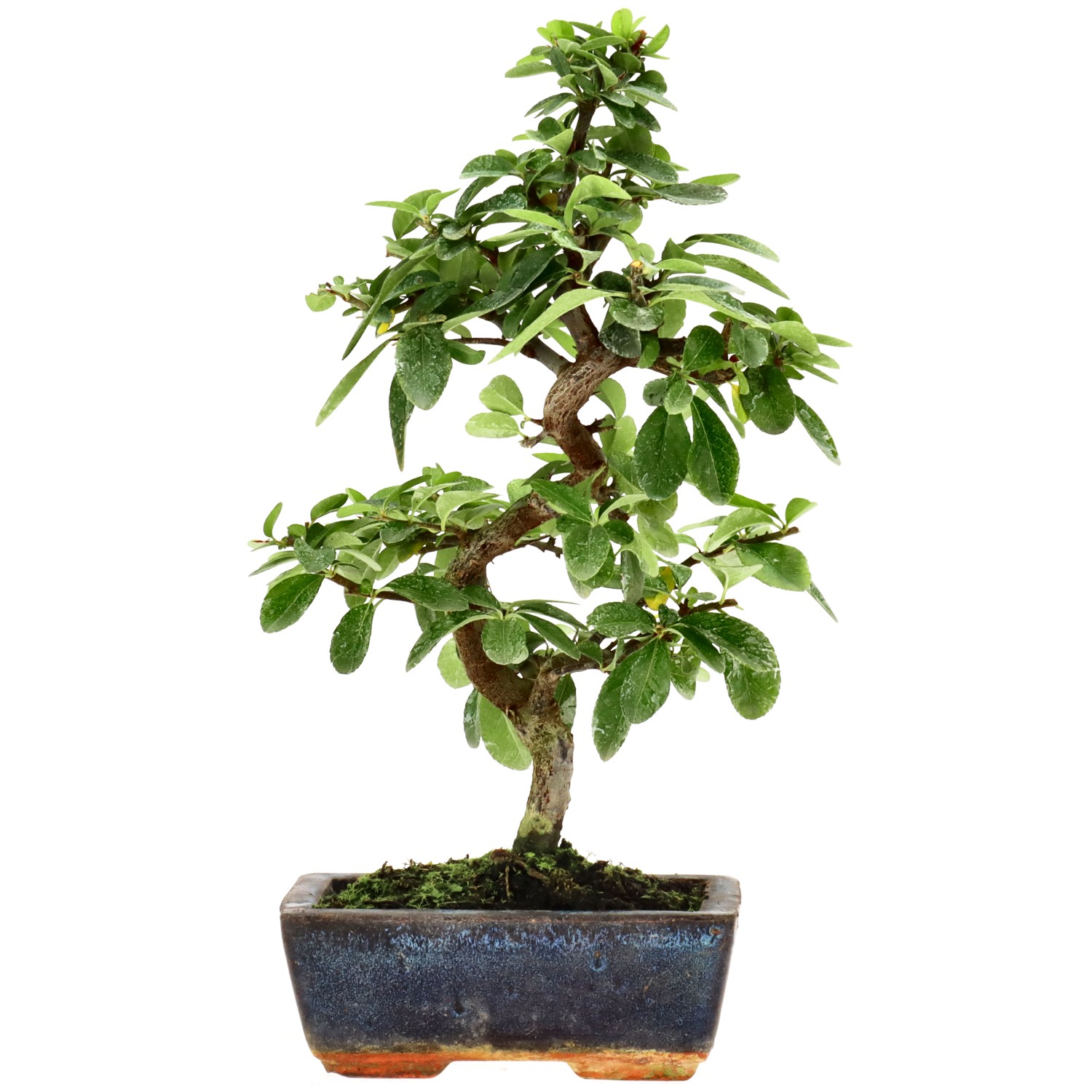 Feuerdorn, ca. 7 J. (29 cm)