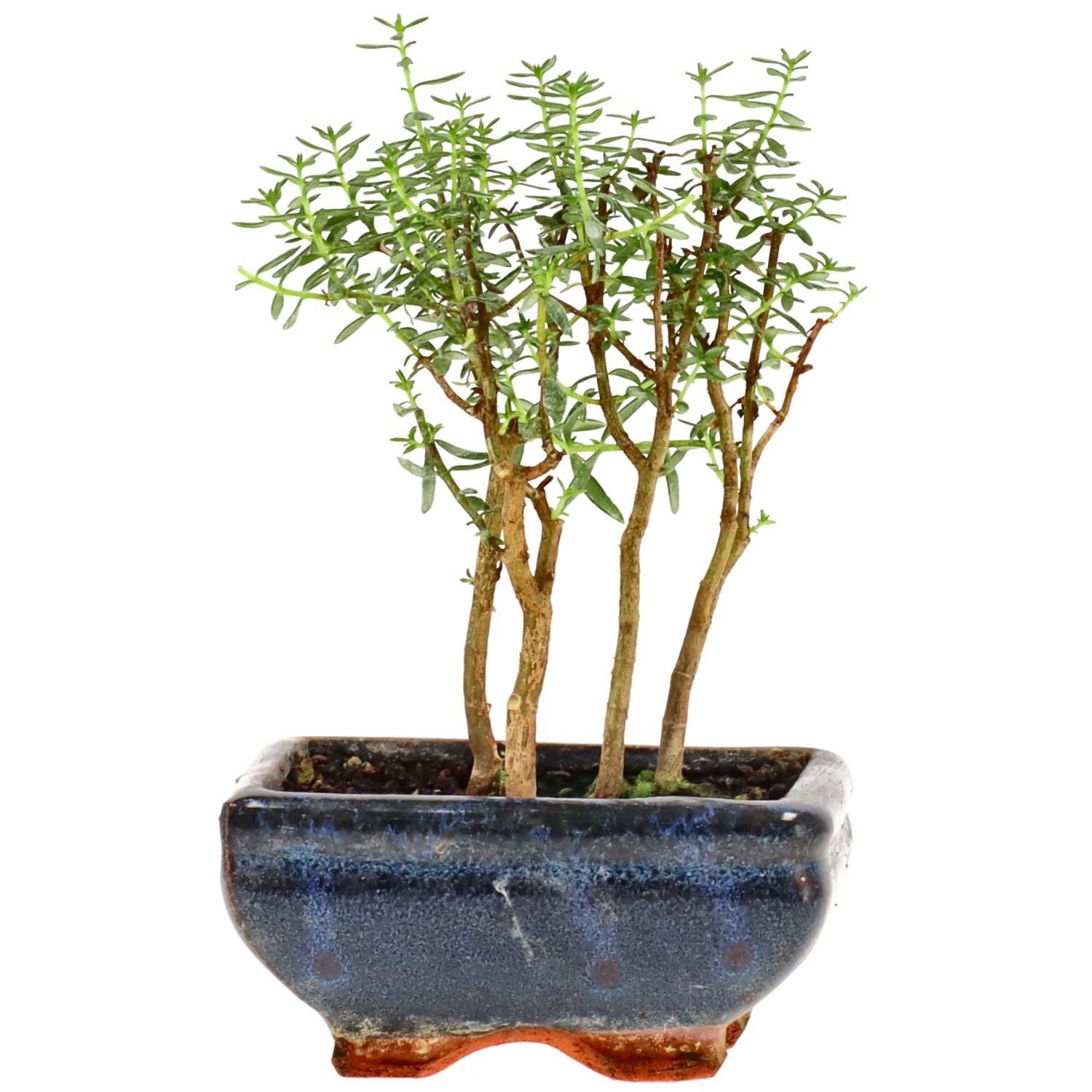 bonsai.fallbackImageTitle bonsai.fallbackImageTitle