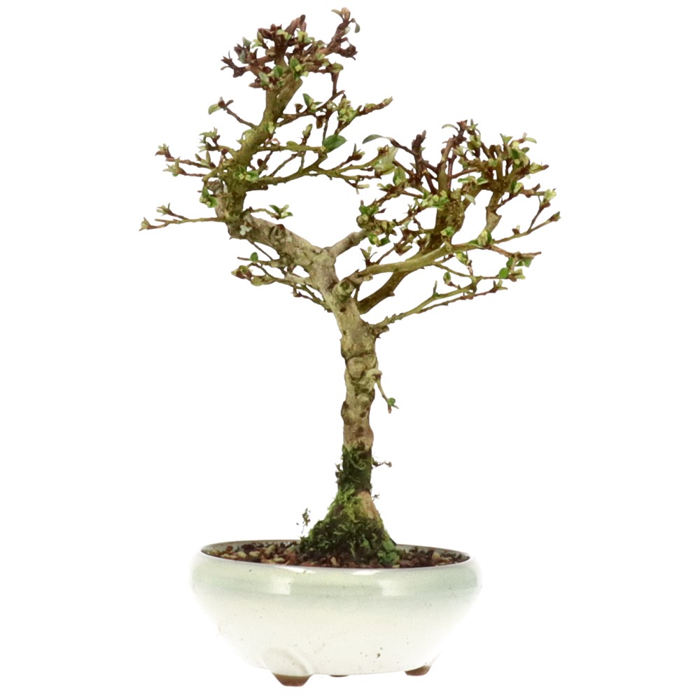 bonsai.fallbackImageTitle bonsai.fallbackImageTitle