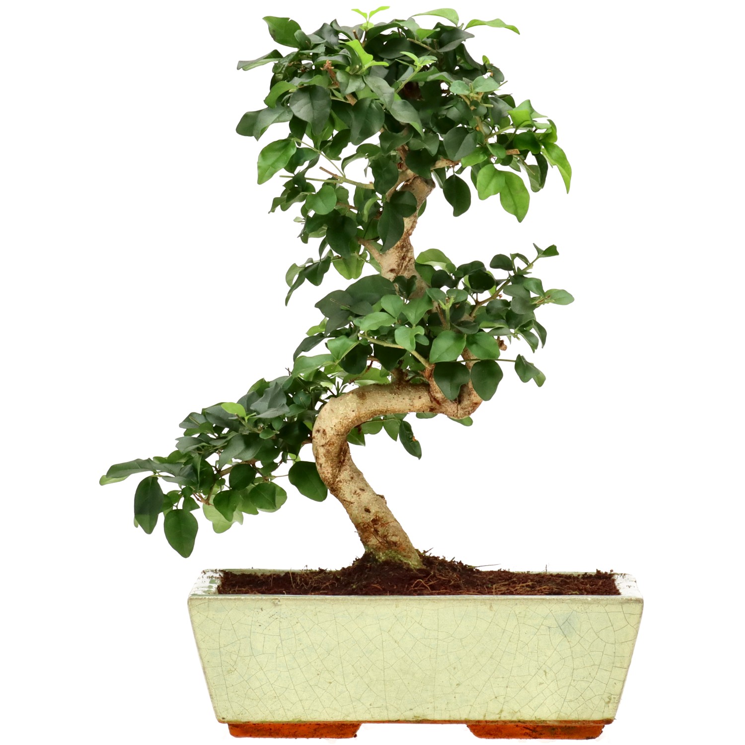 Ligustrum, ca. 12 j. (31 cm)