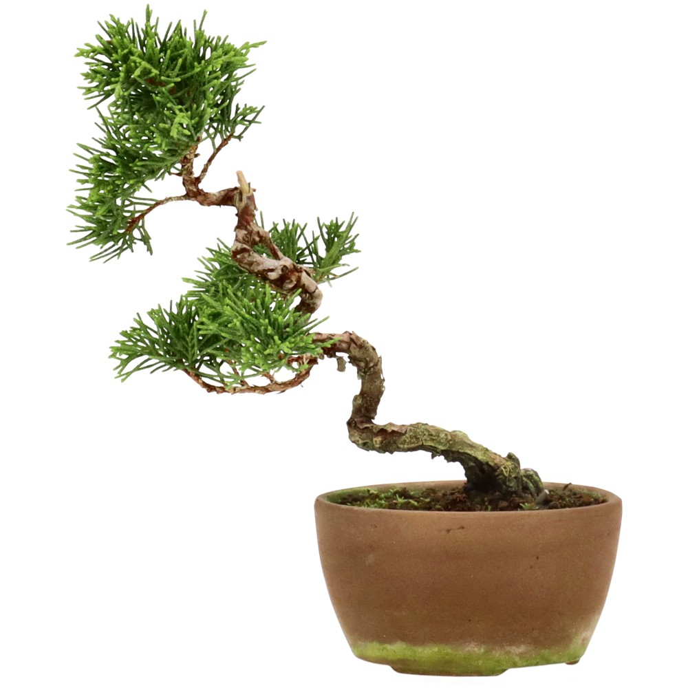 Chinese juniper, approx. 8 y. (14 cm)