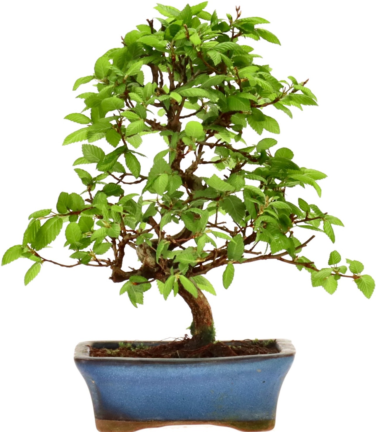 [L005] Korean Hornbeam, approx. 9 years