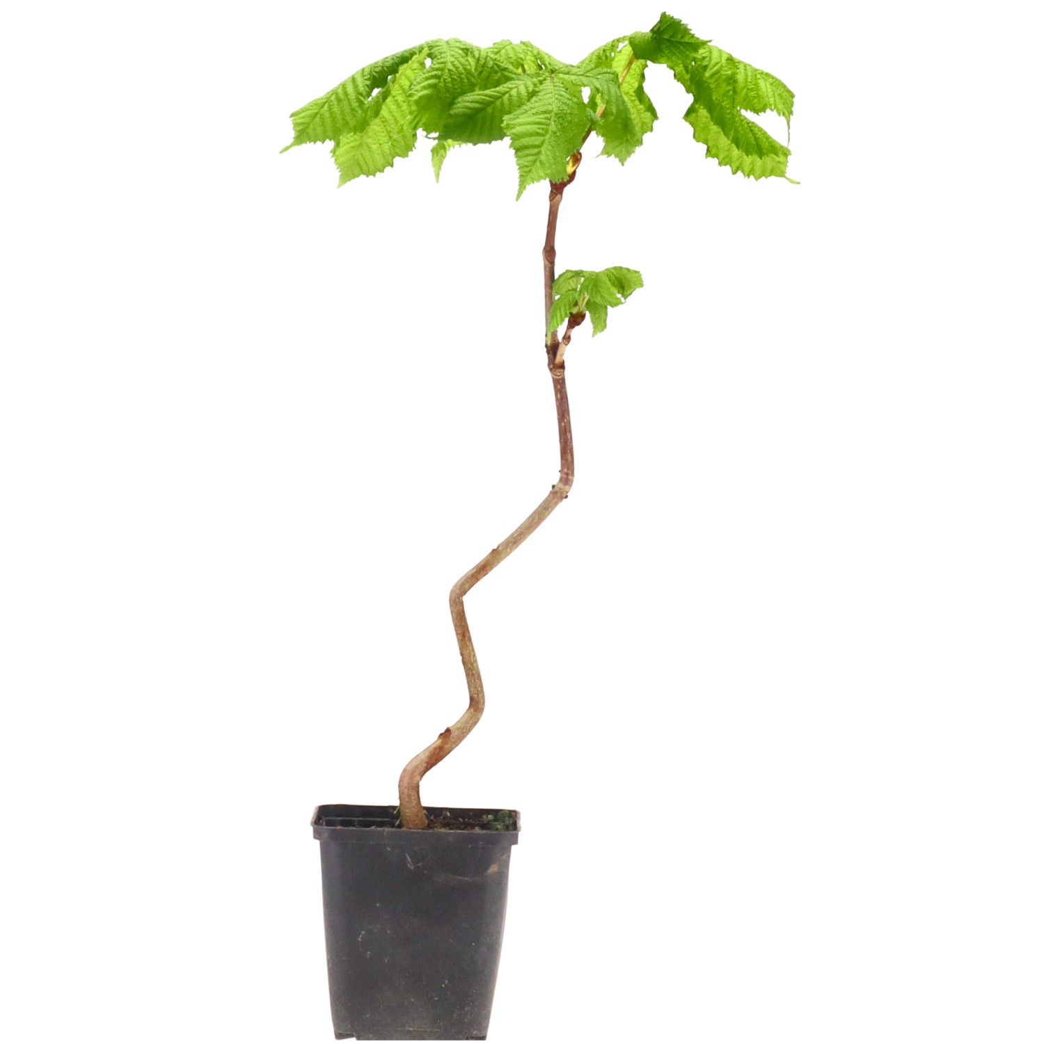 Ippocastano, ca. 2 anni (25-45 cm)