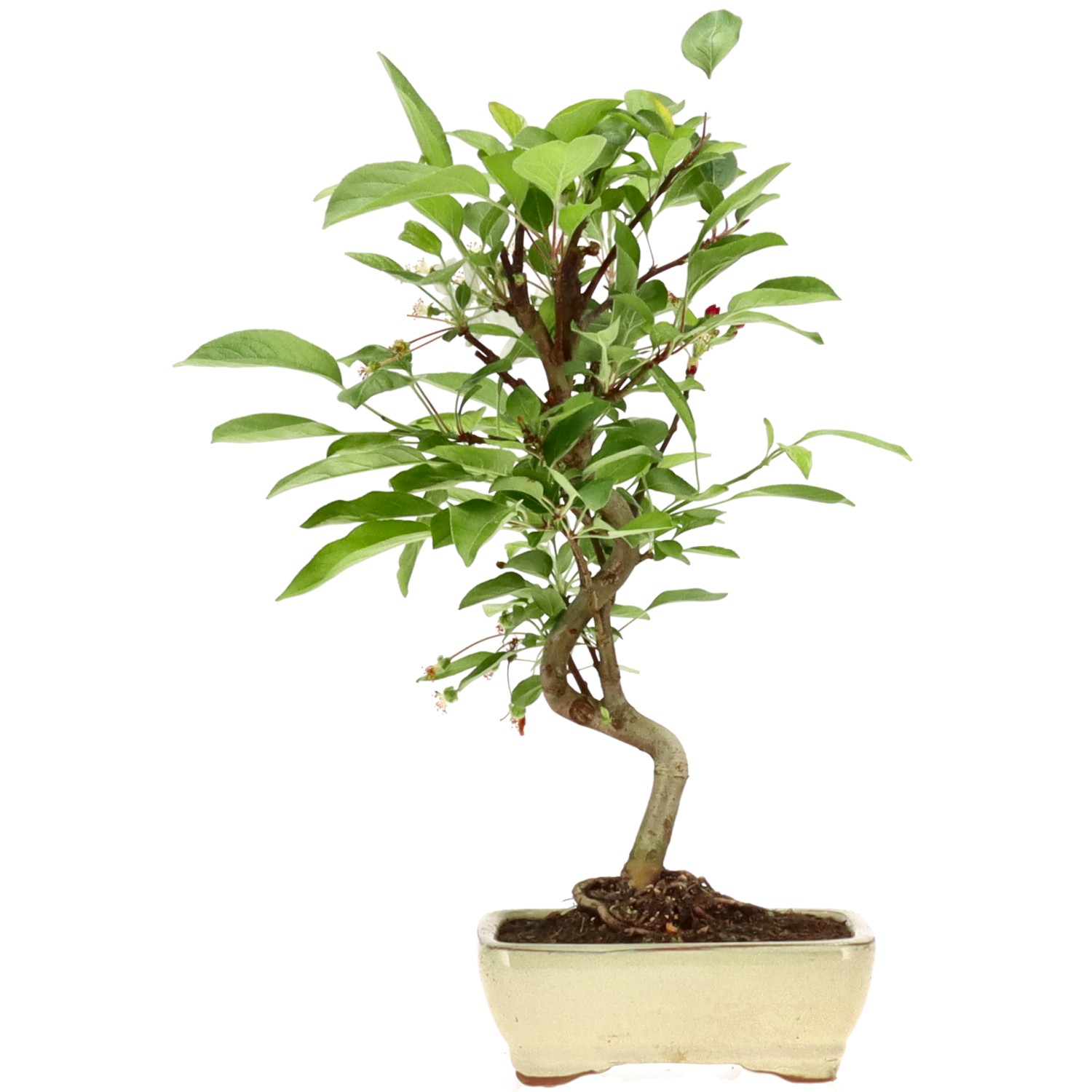 Malus sp., ca. 7 anni (33 cm)