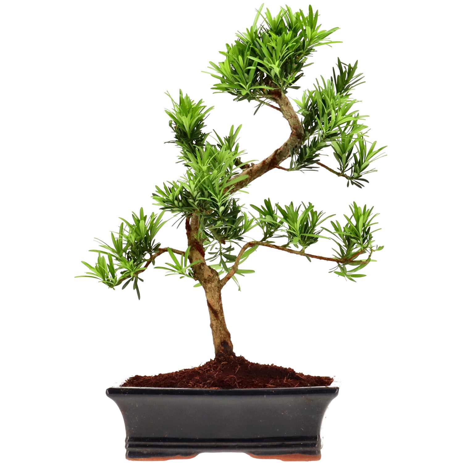 Chin. Steineibe, ca. 12 J. (38 cm)