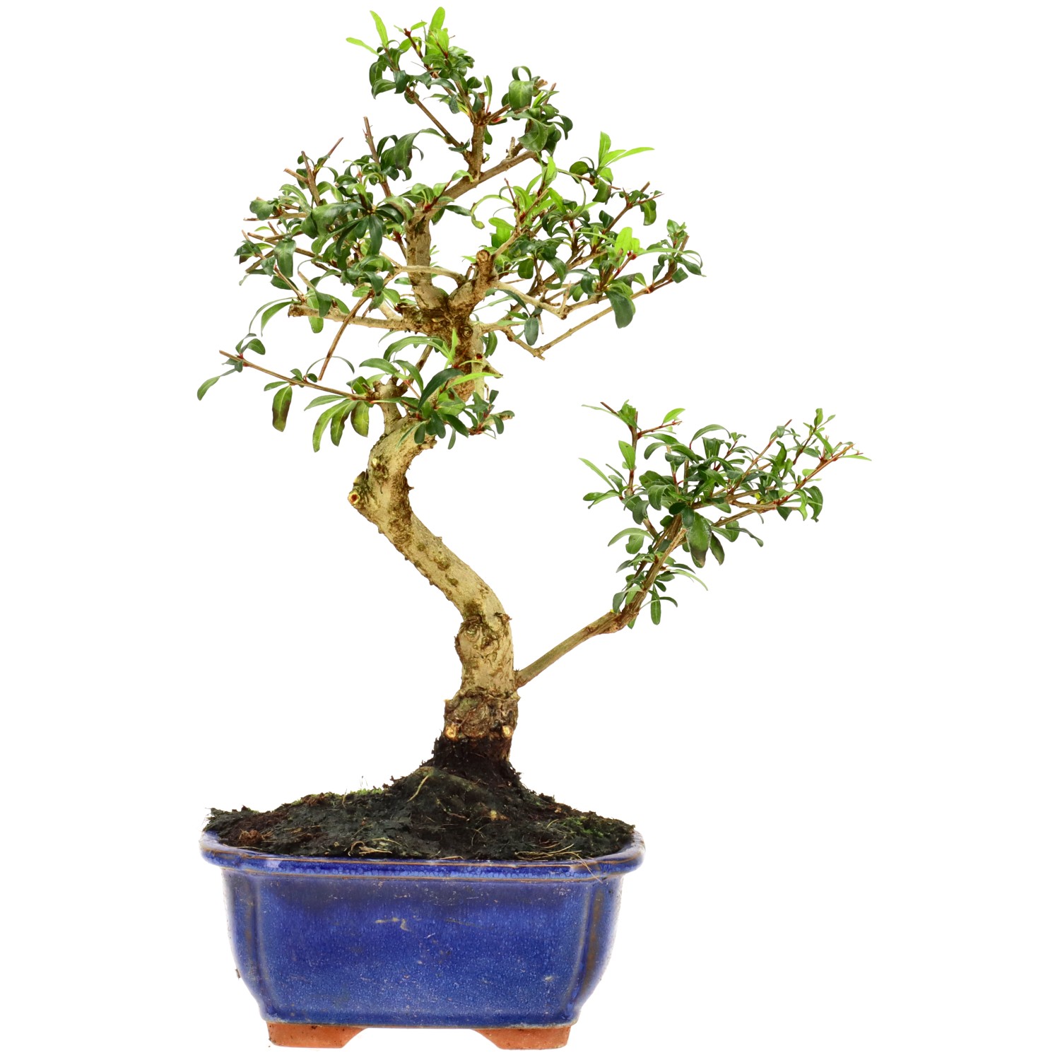 Granatapfel, ca. 9 J. (29 cm)