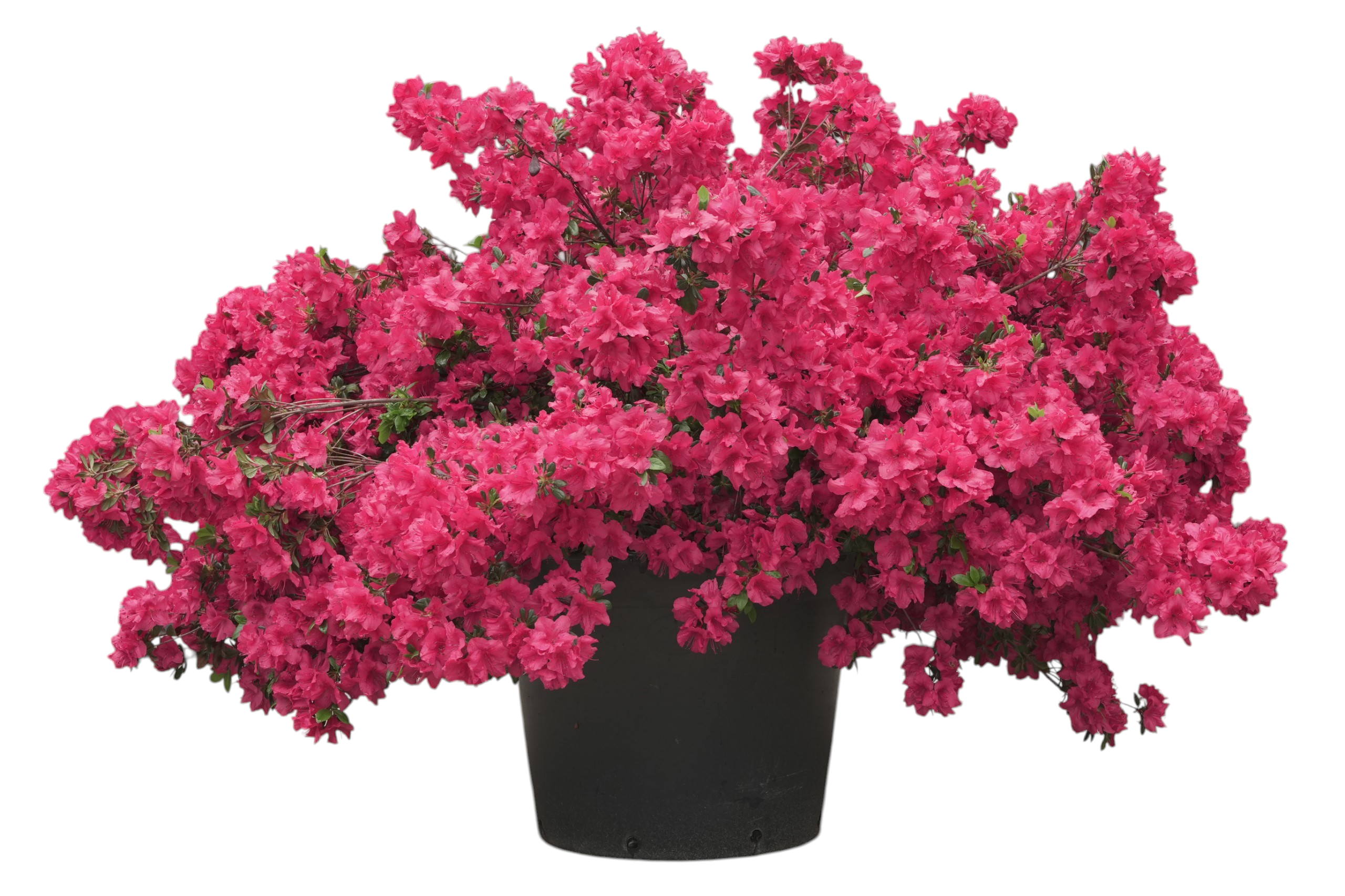 Bonsaï de jardin - Azalée japonaise (Johanna), env. 15 ans (95 cm)