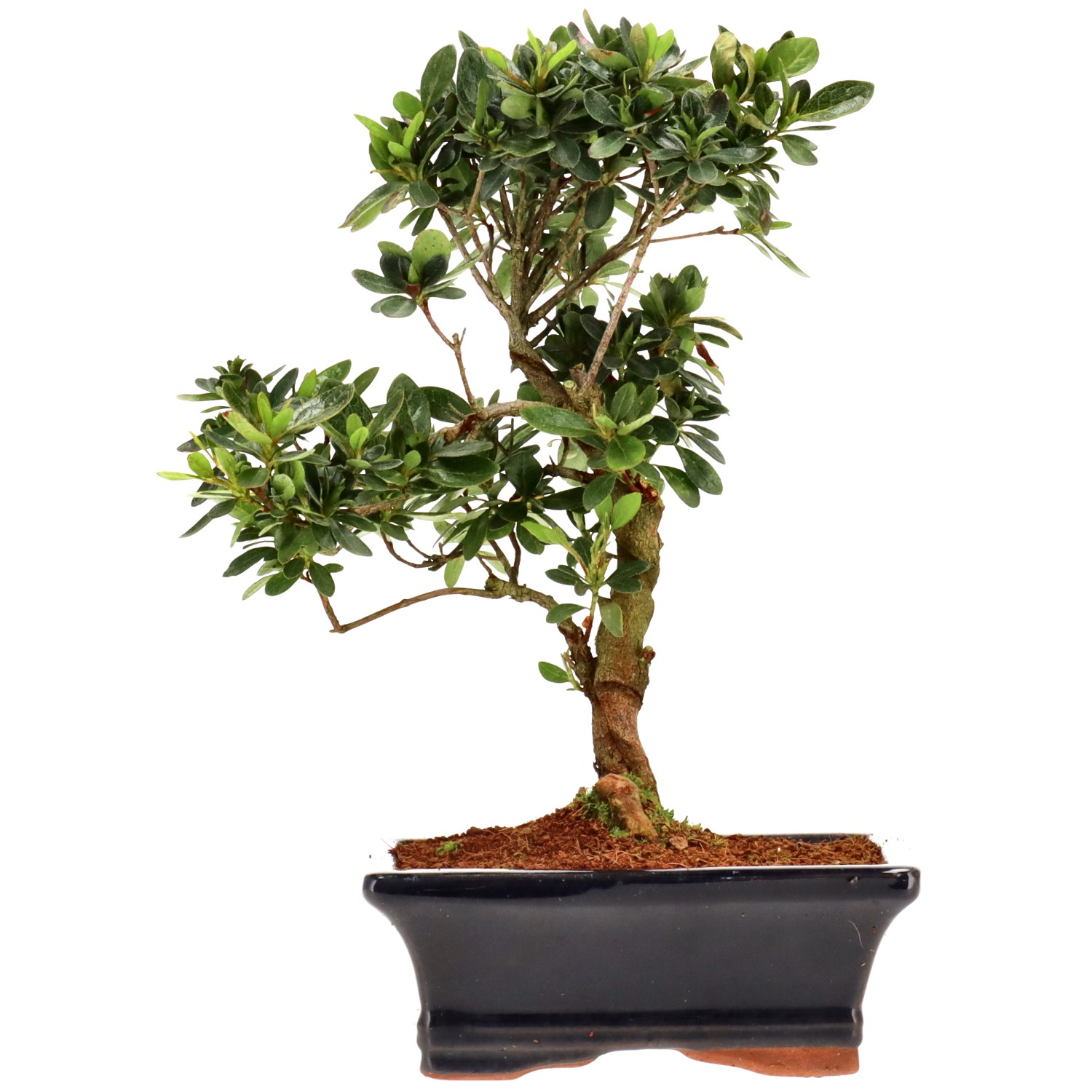 Jap. Azalee (Osakazuki), ca. 8 J. (23 cm)