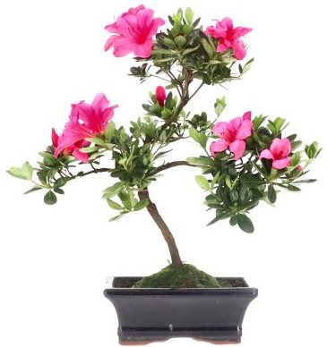 [B008] Jap. Azalee (Osakazuki), ca. 8 Jahre