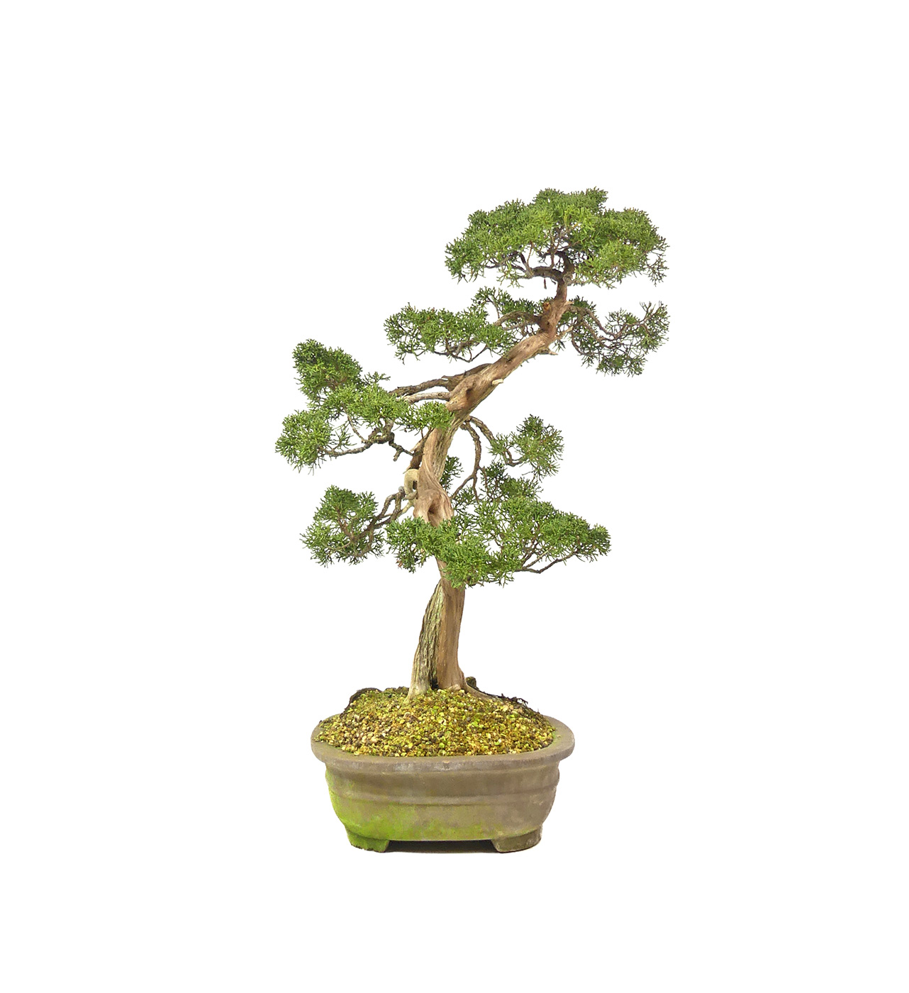 bonsai.fallbackImageTitle bonsai.fallbackImageTitle