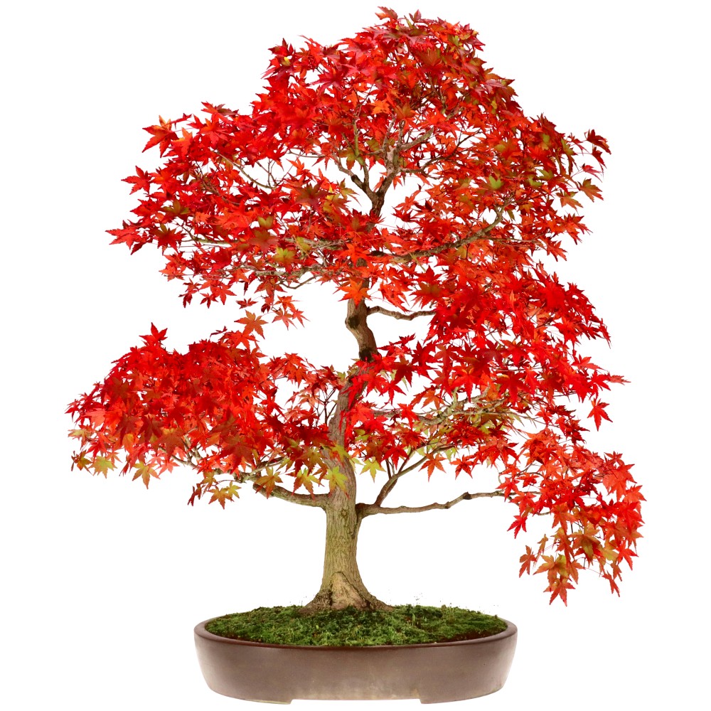 bonsai.fallbackImageTitle bonsai.fallbackImageTitle