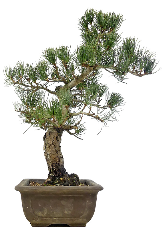 bonsai.fallbackImageTitle bonsai.fallbackImageTitle