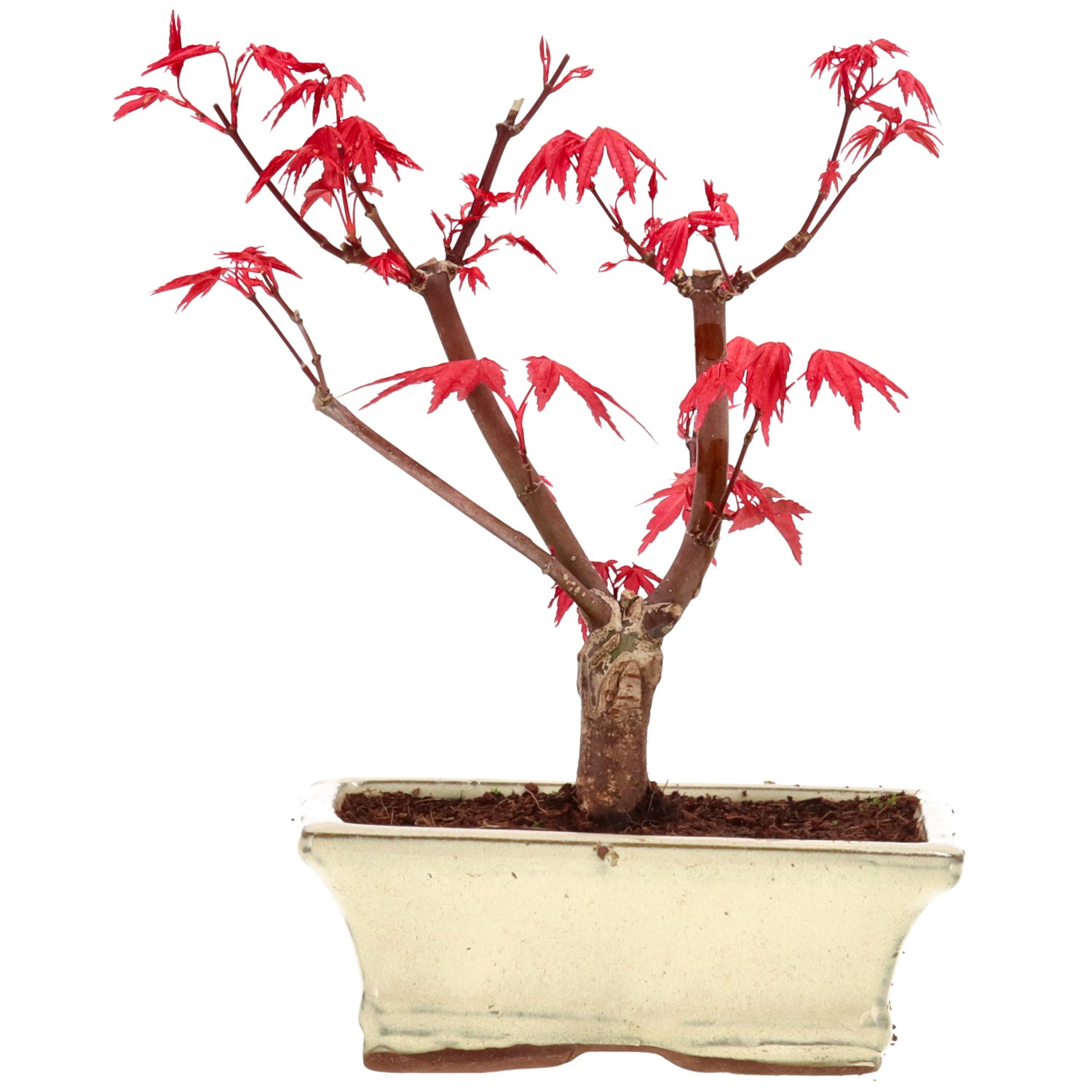 Acero palmato (Deshojo), innestato, ca. 7 anni (18 cm)